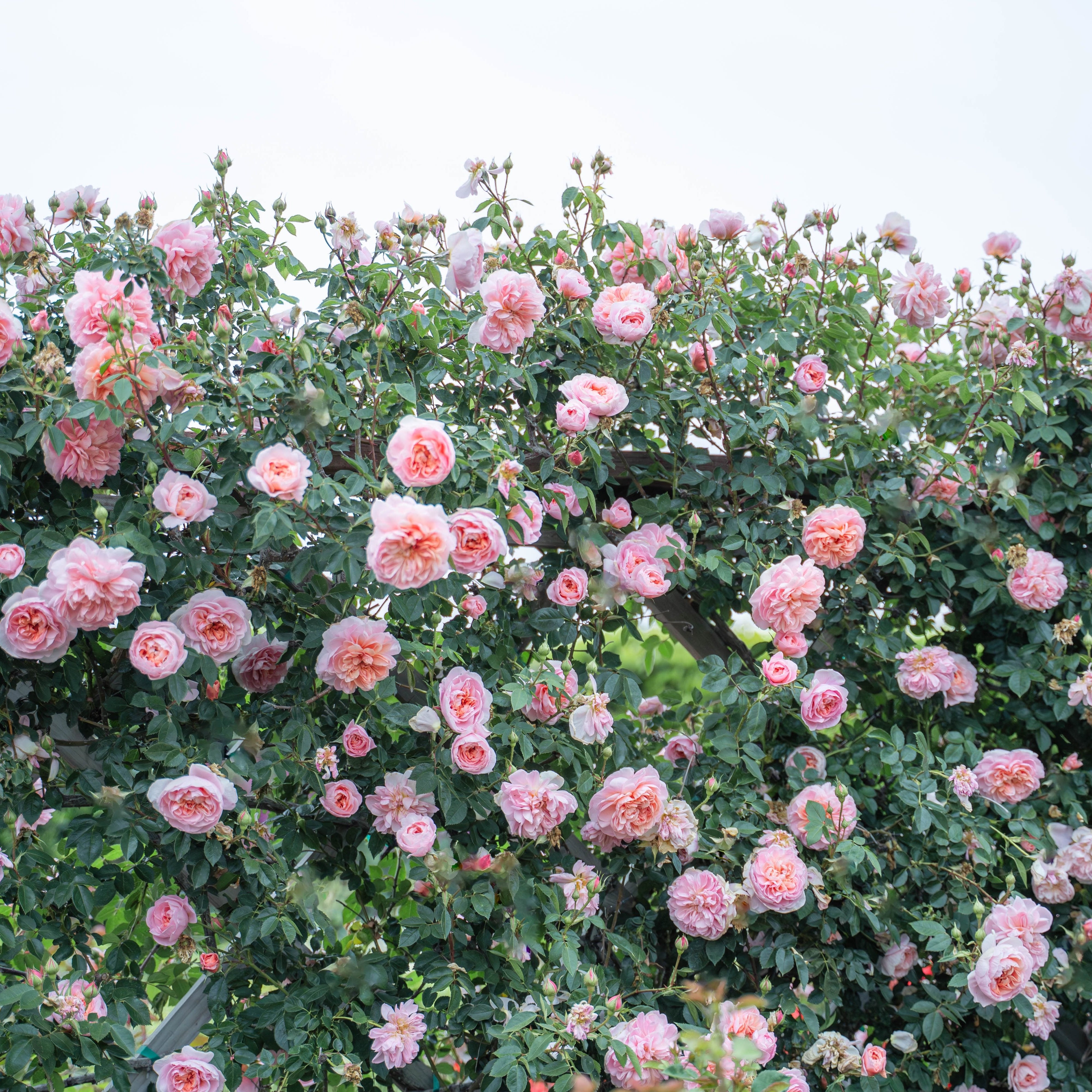 Colette™ Bare Root Climbing Rose