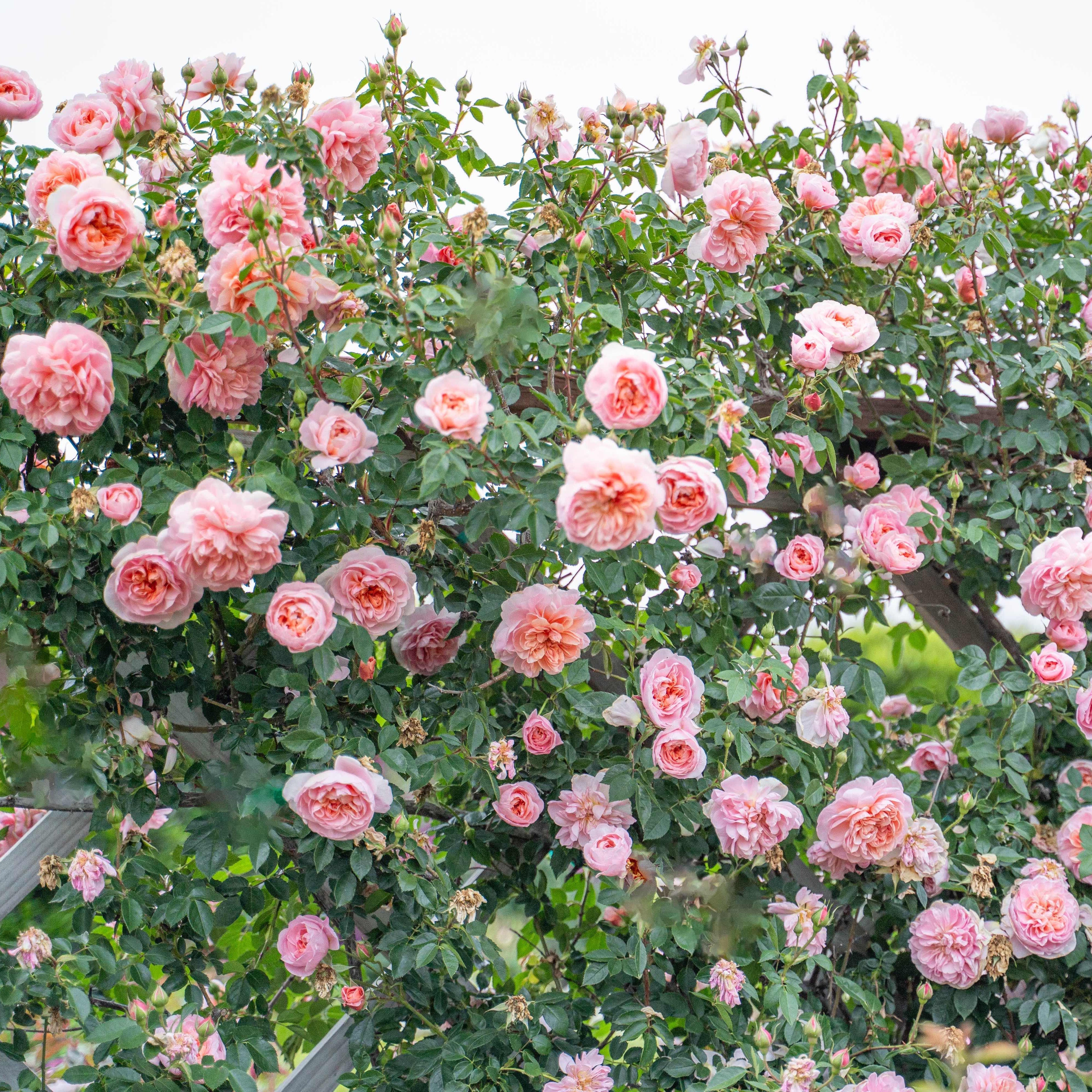 Colette™ Potted Climbing Rose