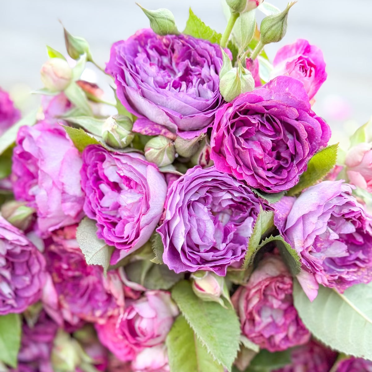 Cosmic Clouds™ Potted Rose Bush