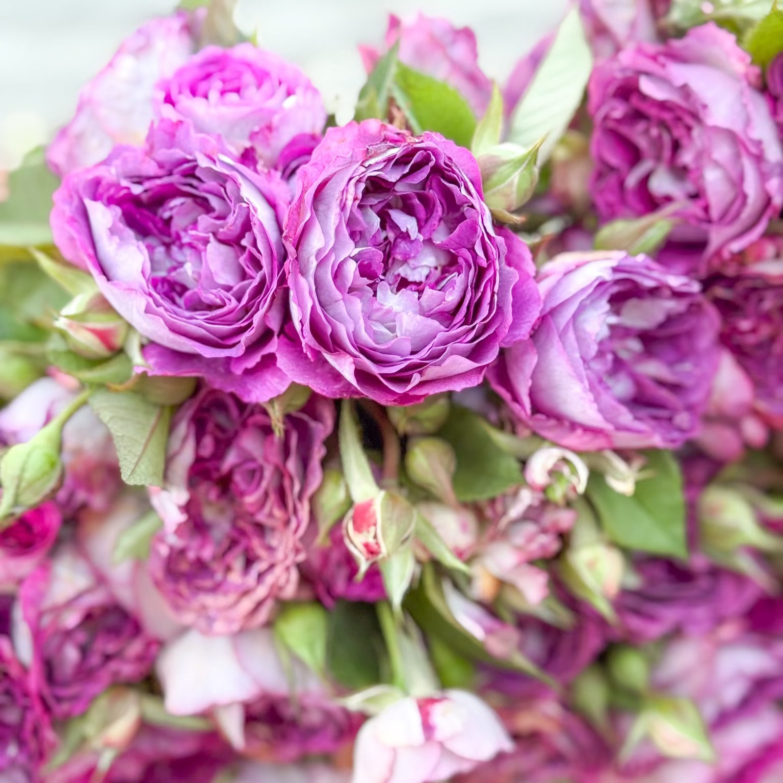 Cosmic Clouds™ Bare Root Climbing Rose