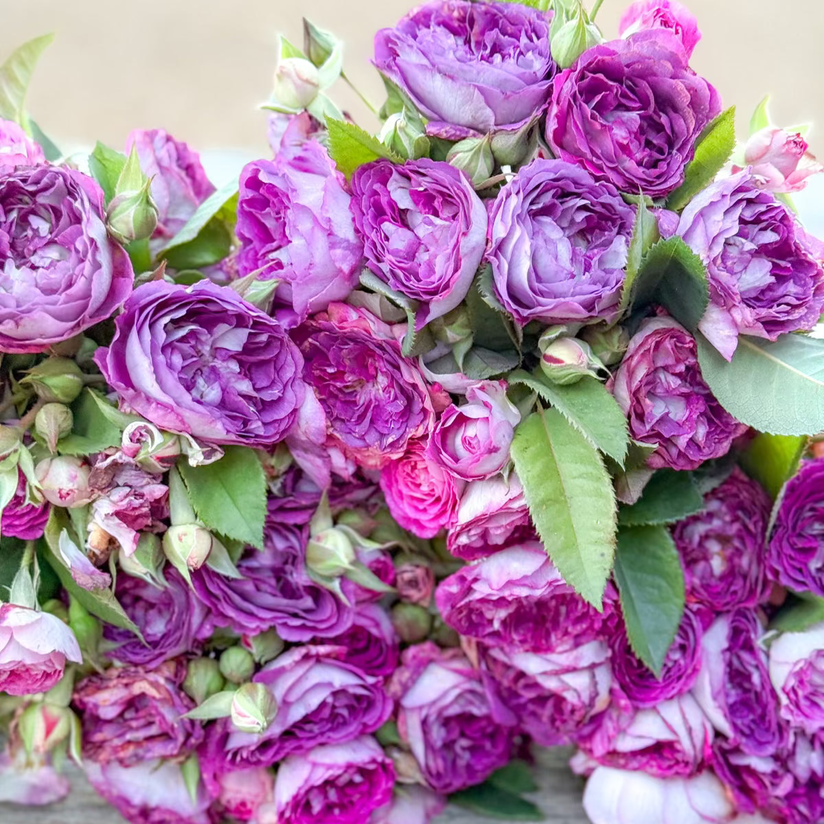Cosmic Clouds™ Bare Root Climbing Rose