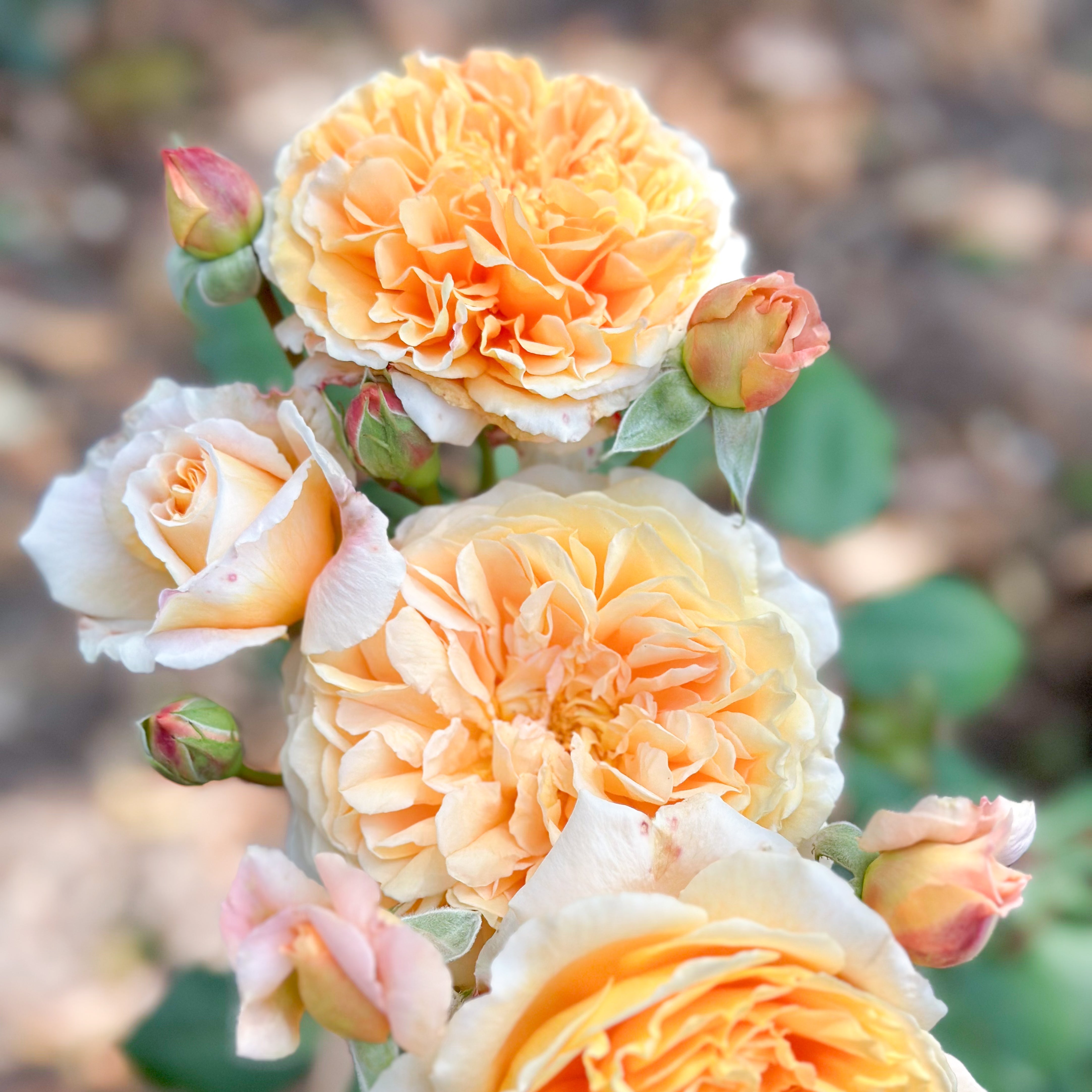 David Austin® Crown Princess Margareta® Potted Climbing Rose