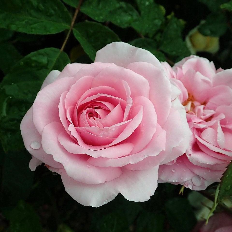 David Austin® Gertrude Jekyll® Potted Climbing Rose