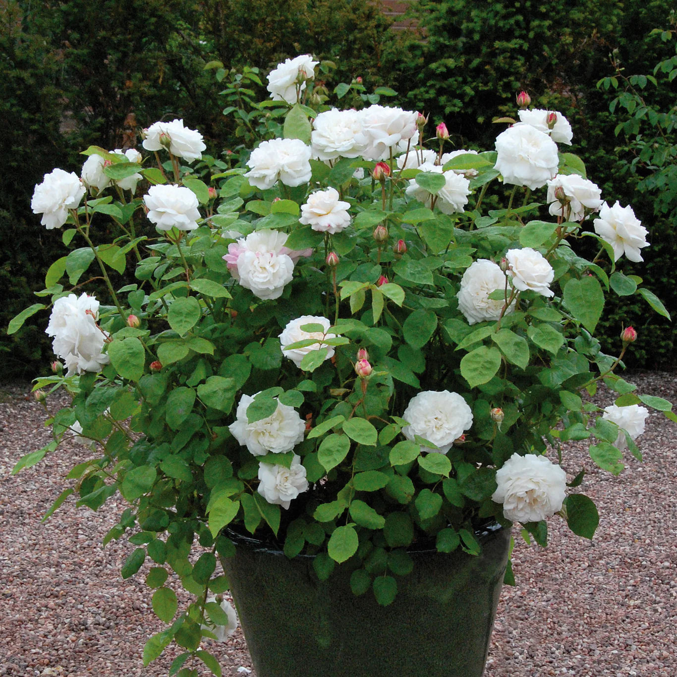 David Austin® Winchester Cathedral® Potted Rose Bush