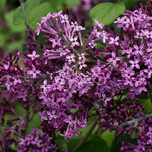 Lilac Bloomerang® Dark Purple Potted Lilac Bush