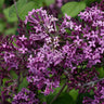 Lilacs