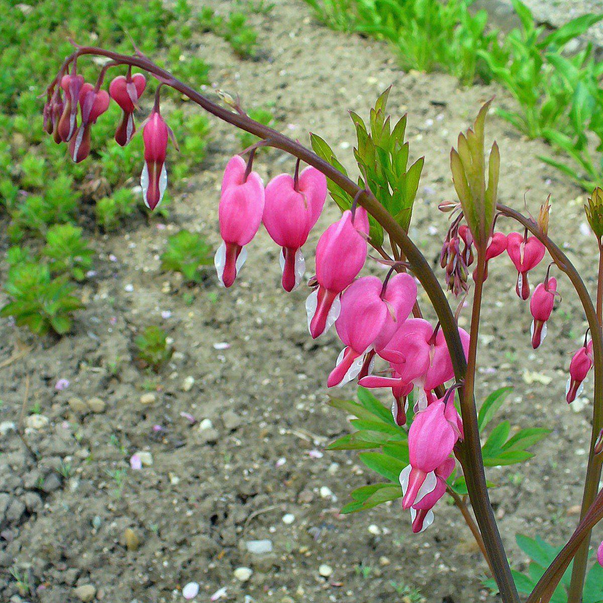 Bleeding Heart Potted Bleeding Heart Plant