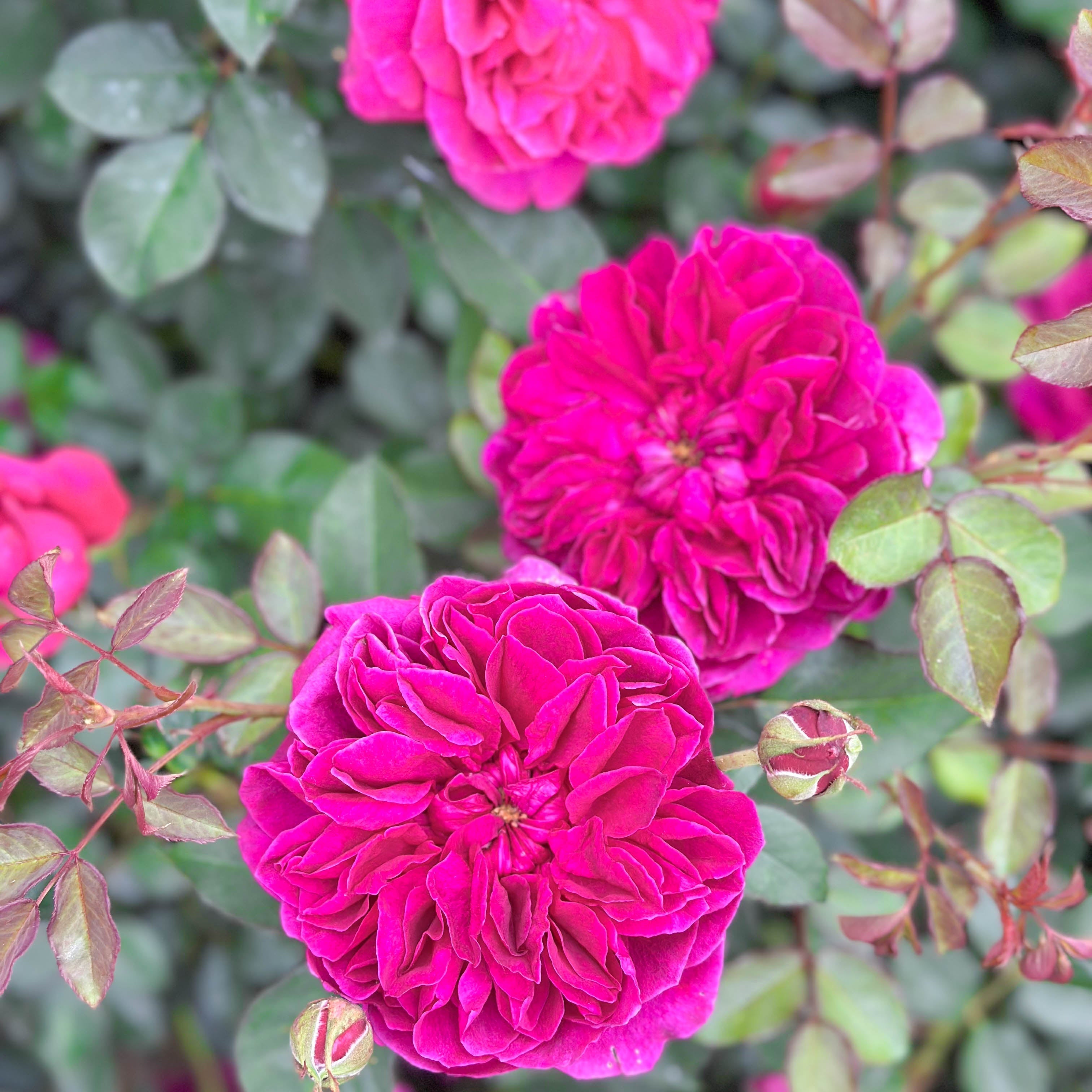 David Austin® Darcey Bussell Potted Rose Bush