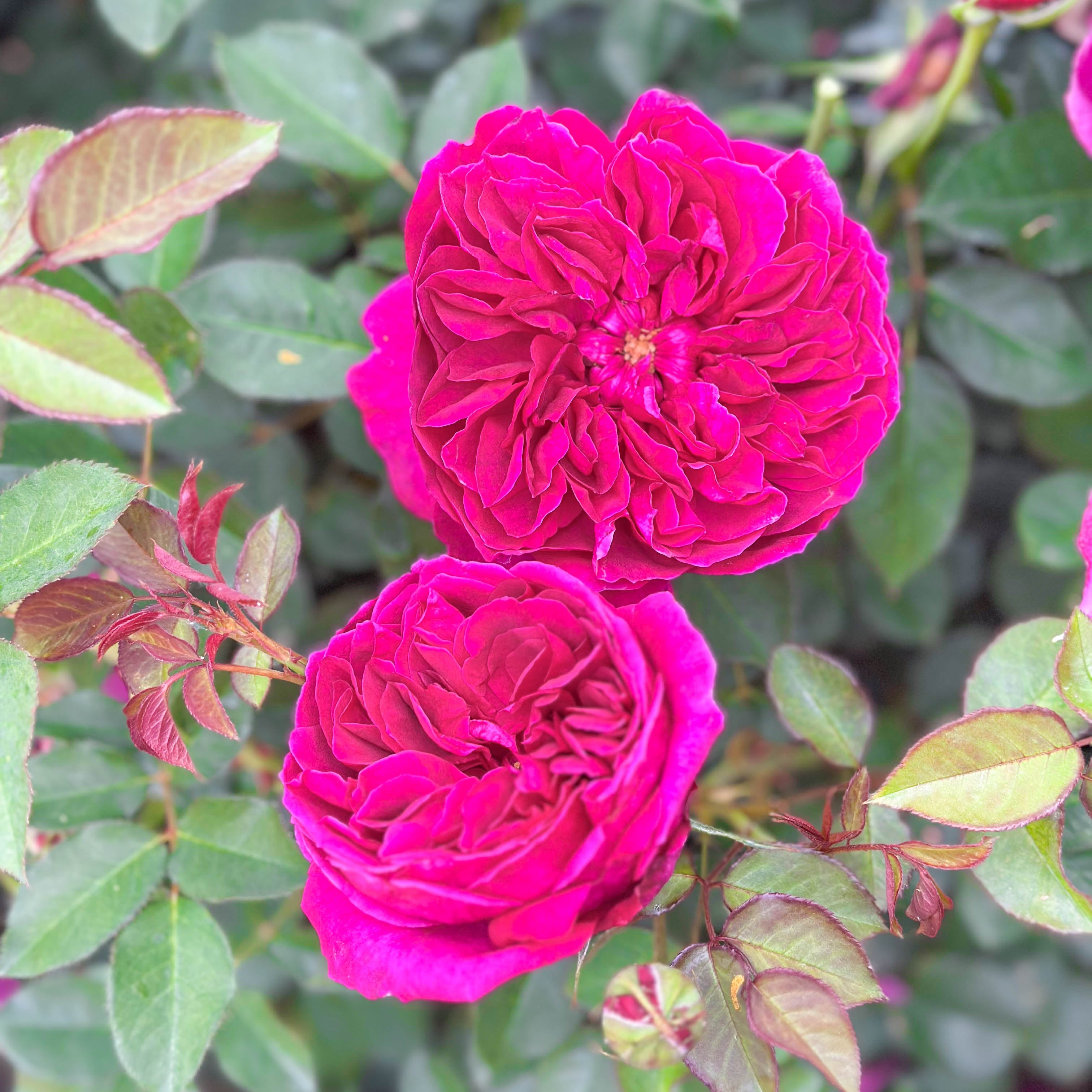 David Austin® Darcey Bussell® Potted Tree Rose