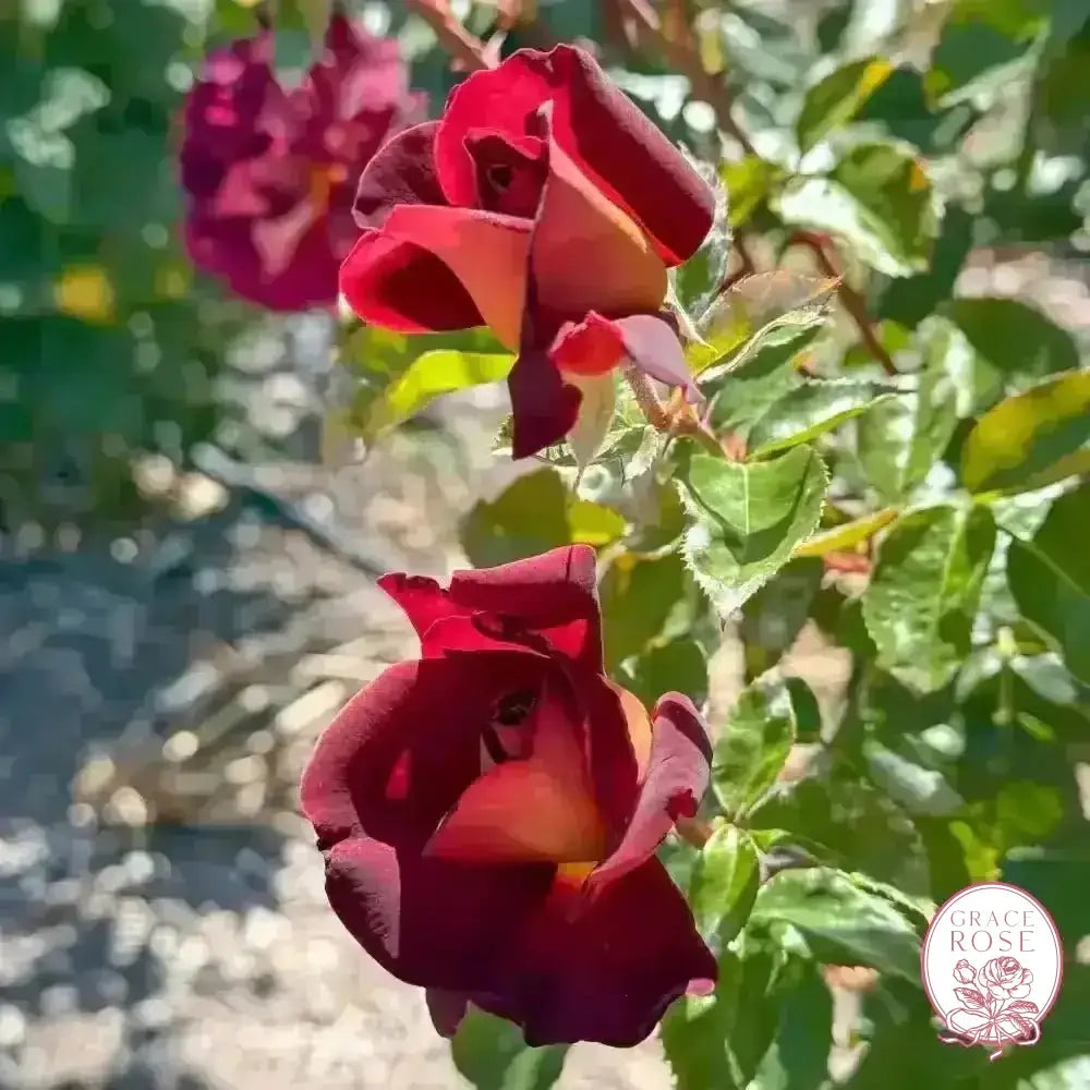 Dark Knight™ Potted Rose Bush