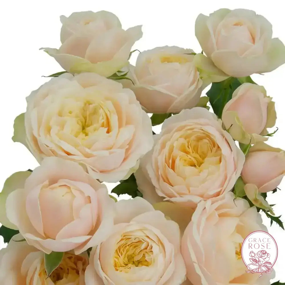 Darlington™ Potted Rose Bush