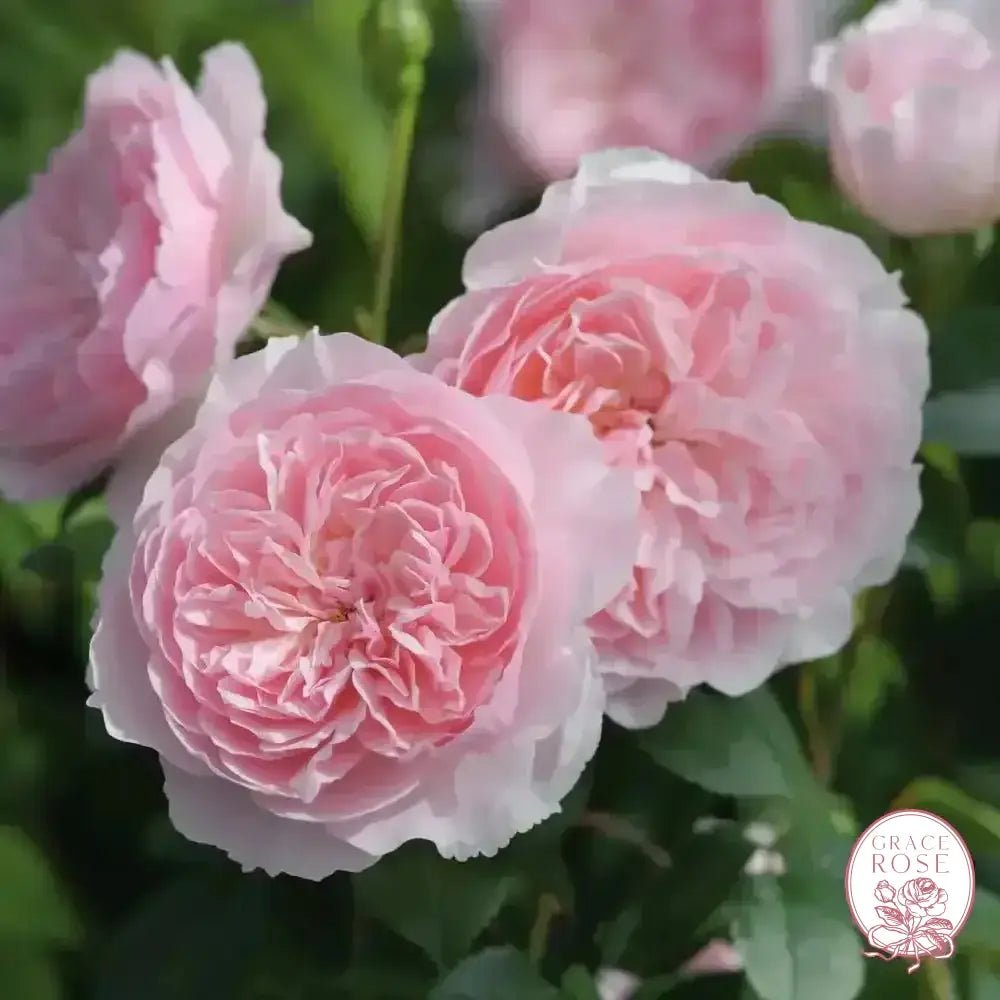 David Austin® Wisley 2008 Potted Rose Bush