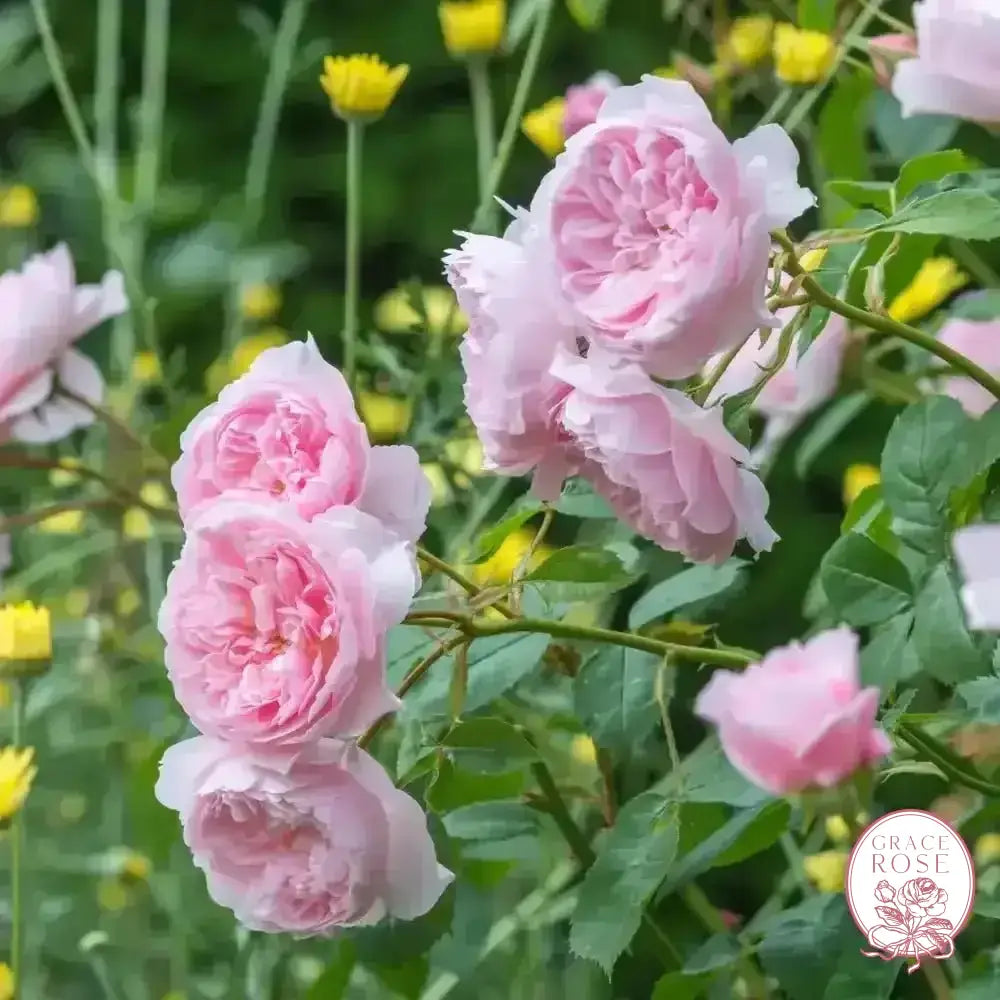 David Austin® Wisley 2008 Potted Rose Bush