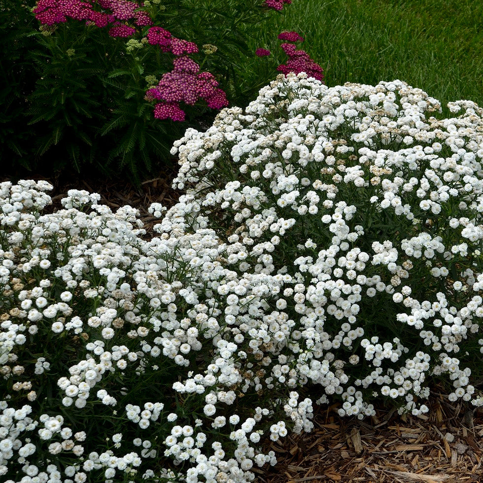 Yarrow - Achillea Peter Cottontail