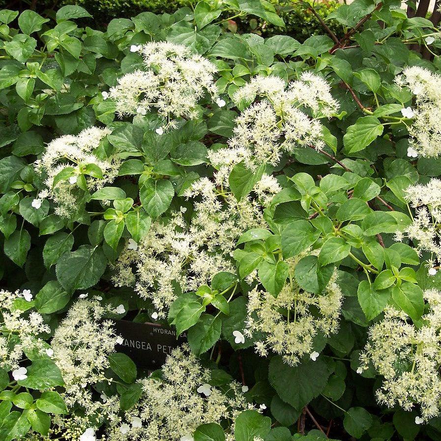 Hydrangea Climbing Potted Climbing Hydrangea