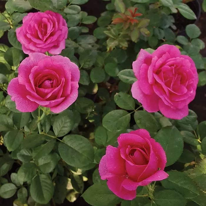 Della Reese ™ Bare Root Rose Bush