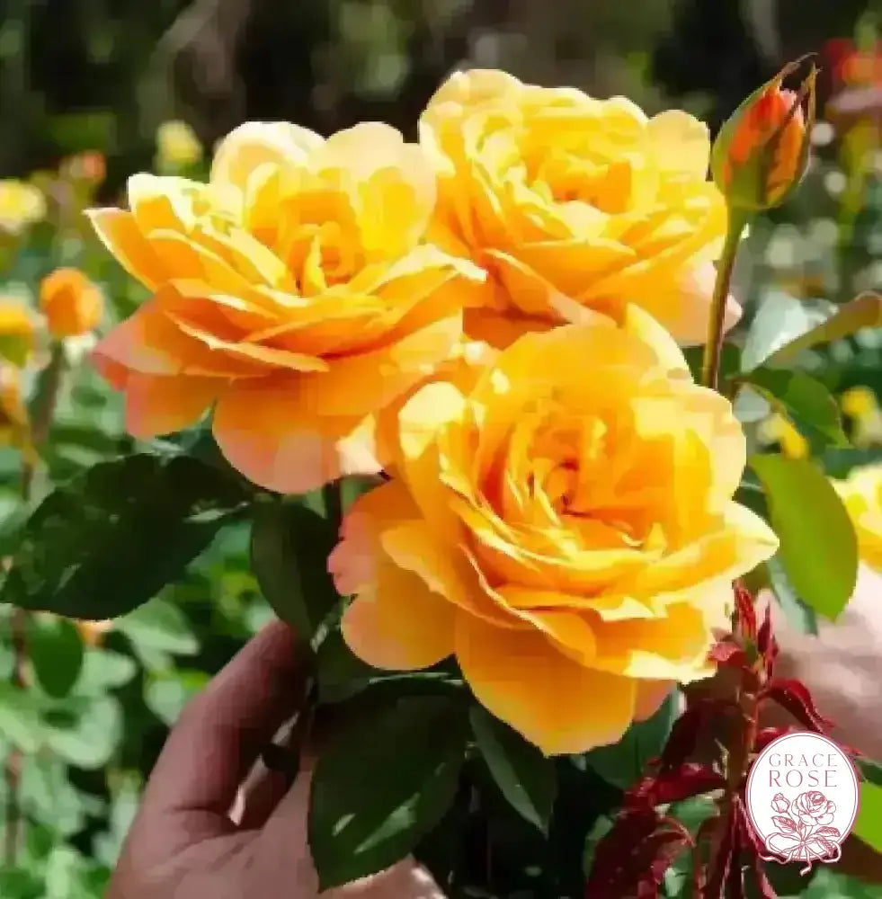 Doris Day Potted Tree Rose