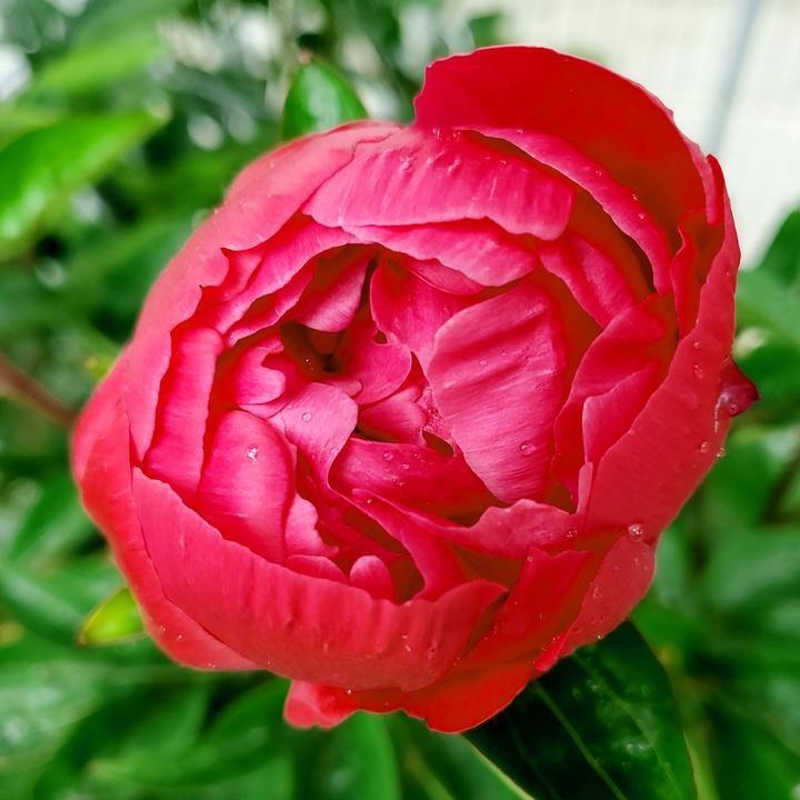 Peony Red Sarah Bernhardt Potted Peony Plant
