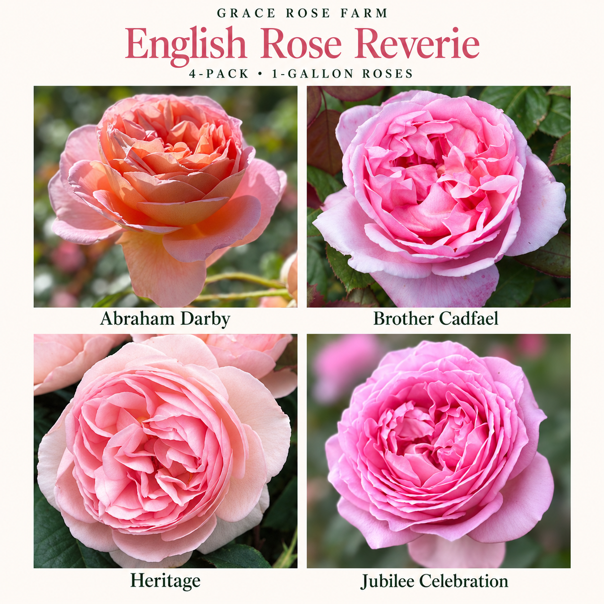 ENGLISH ROSE REVERIE 4 Pack - David Austin® Abraham Darby®, Brother Cadfael®, Heritage® & Jubilee Celebration®