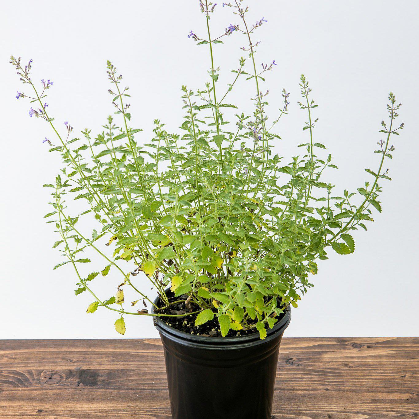 Catmint Junior Walker™ Potted Catmint Plant