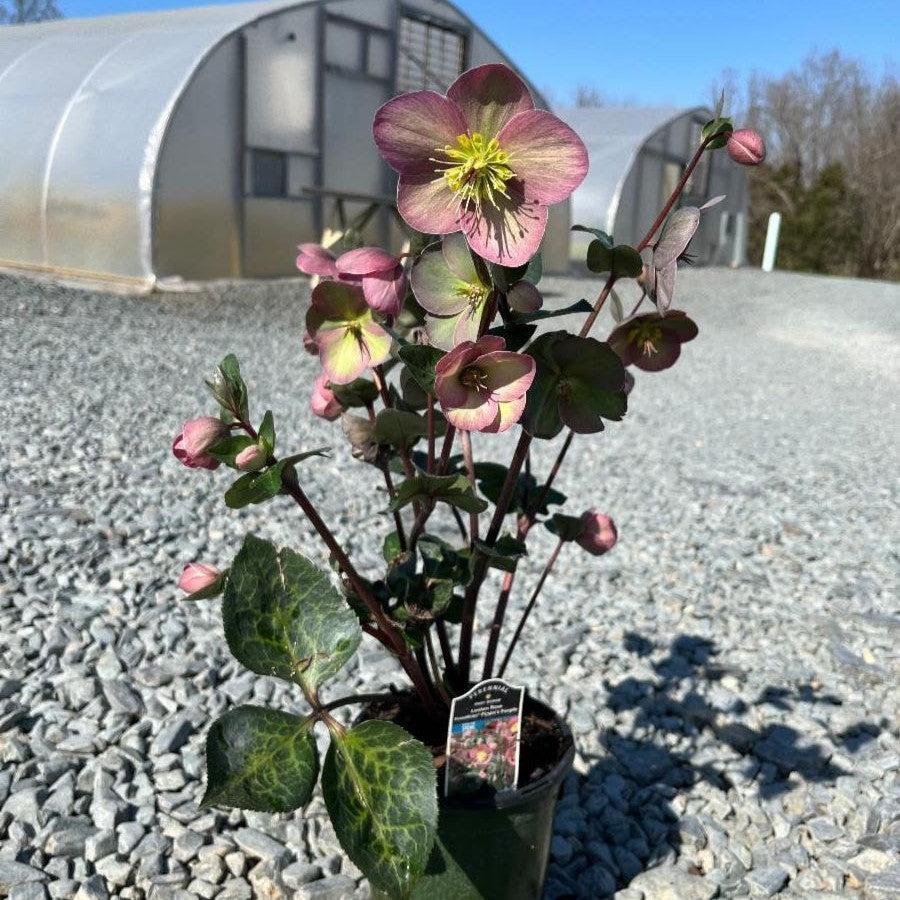 Hellebore FrostKiss® Pippa's Purple Potted Lenten Rose Plant