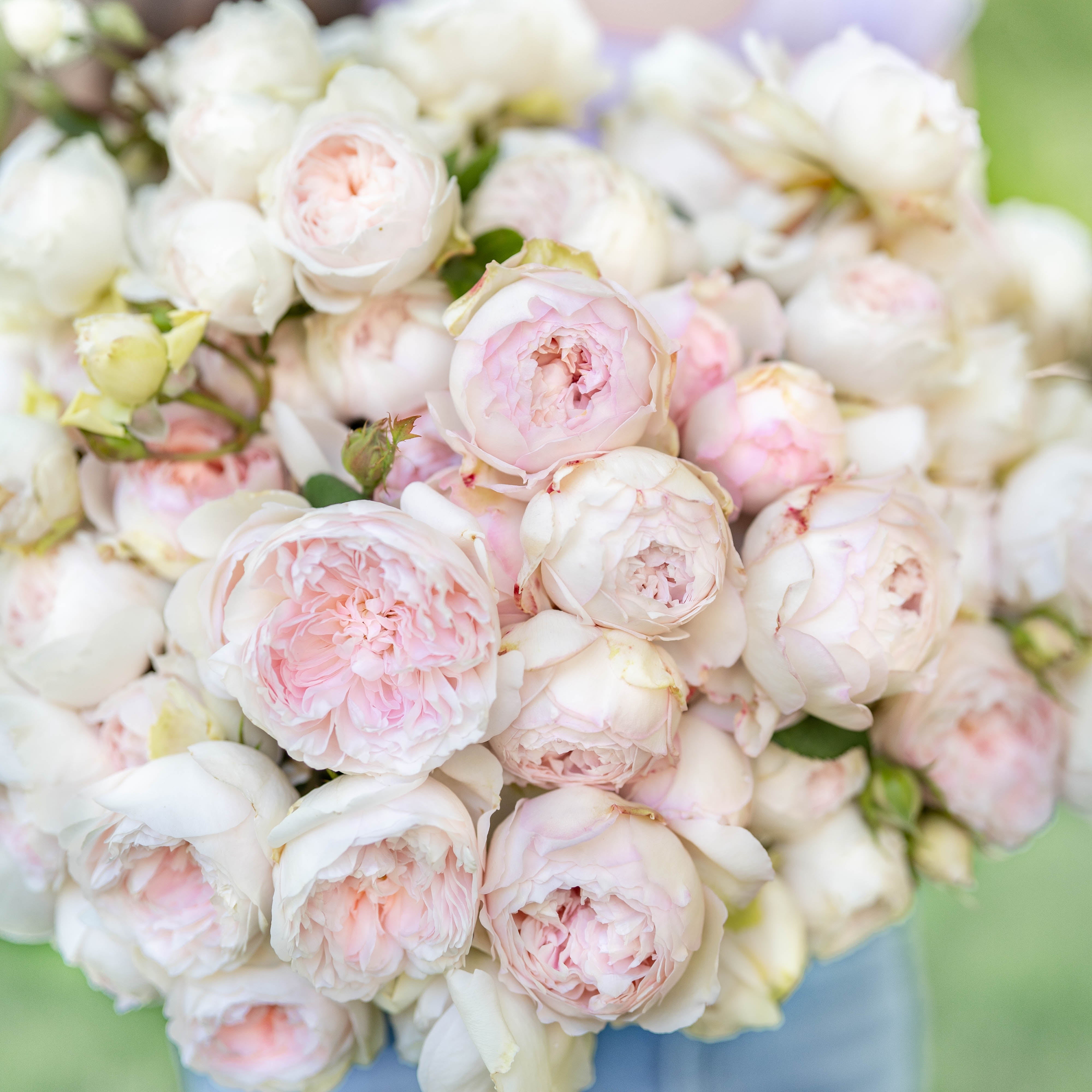 Pride & Petals® Garden Color Stories™ Bundle of 3 Bare Root Roses