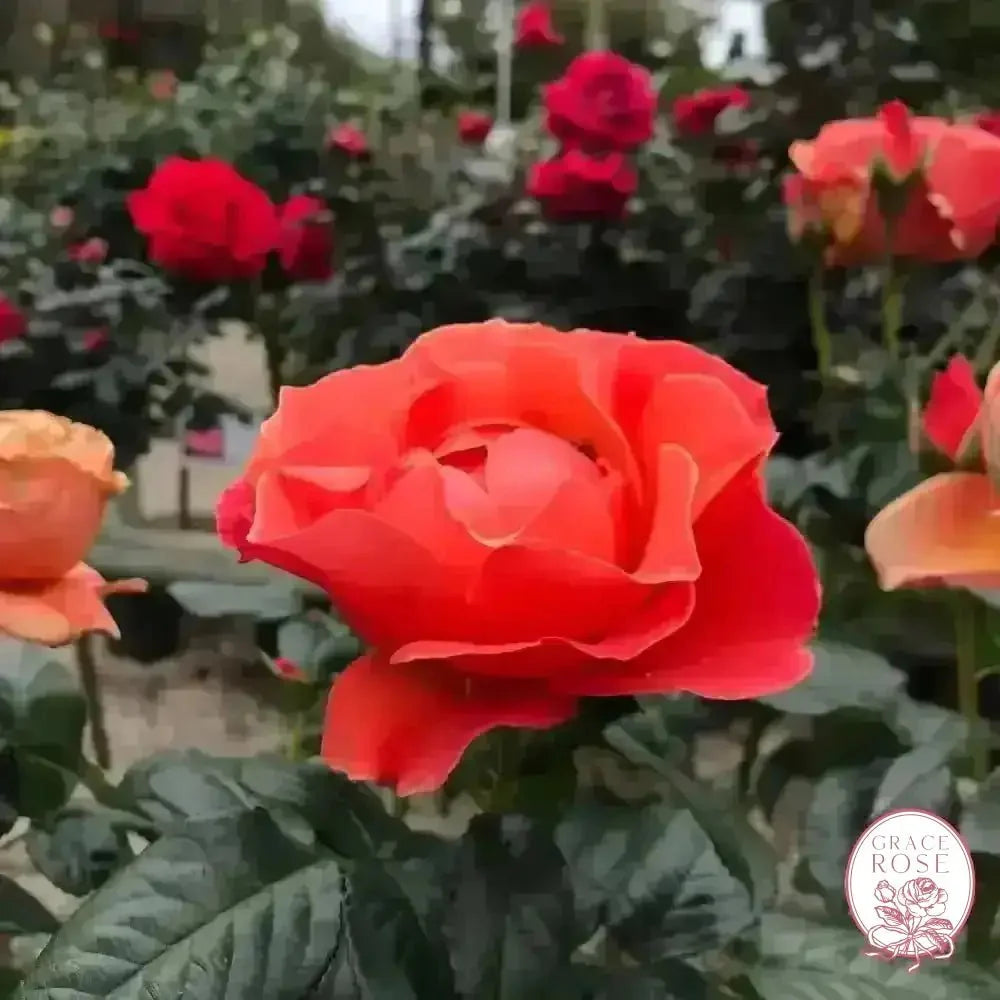 Easy Going & Livin' Easy® Bare Root Tree Rose