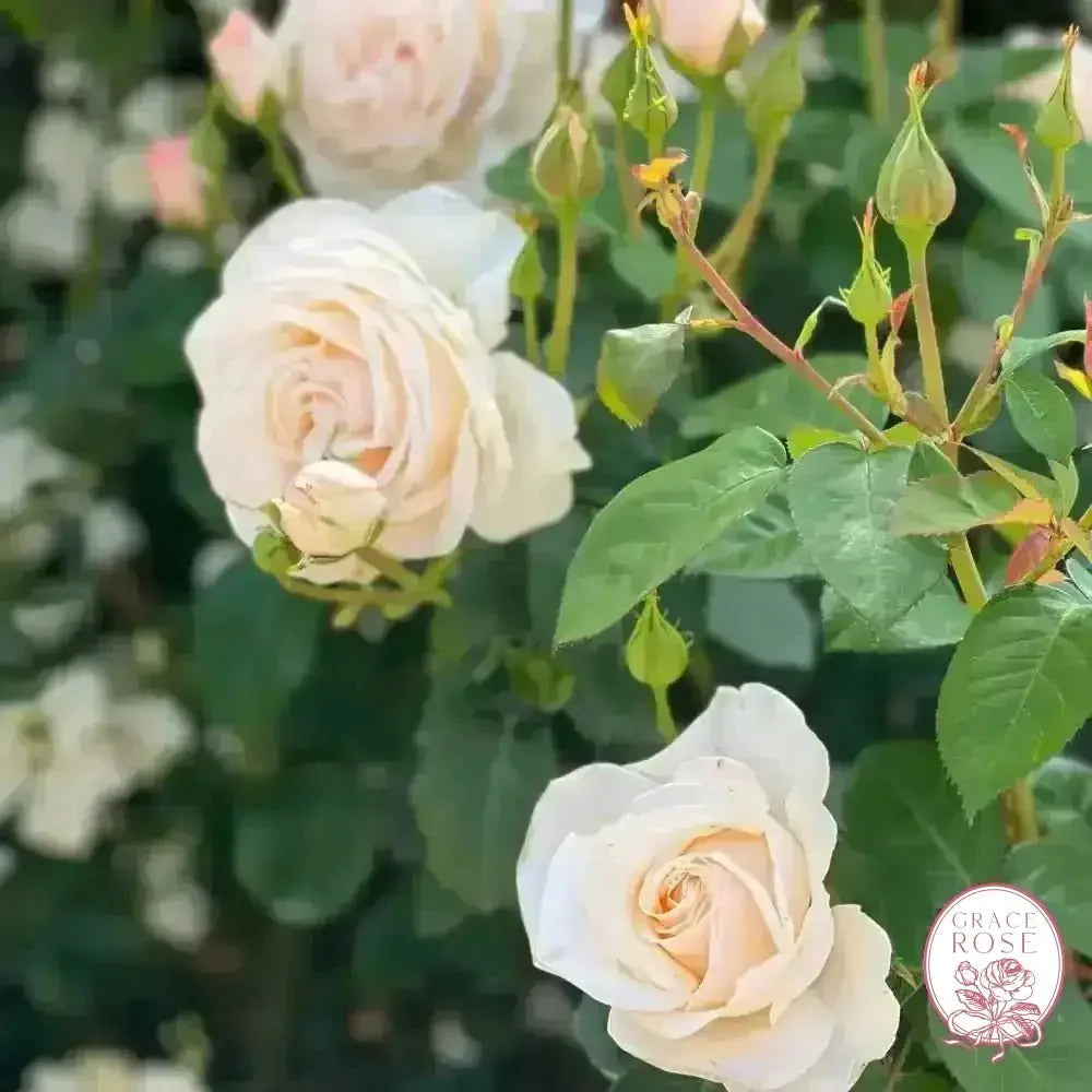 Easy Spirit™ Bare Root Tree Rose