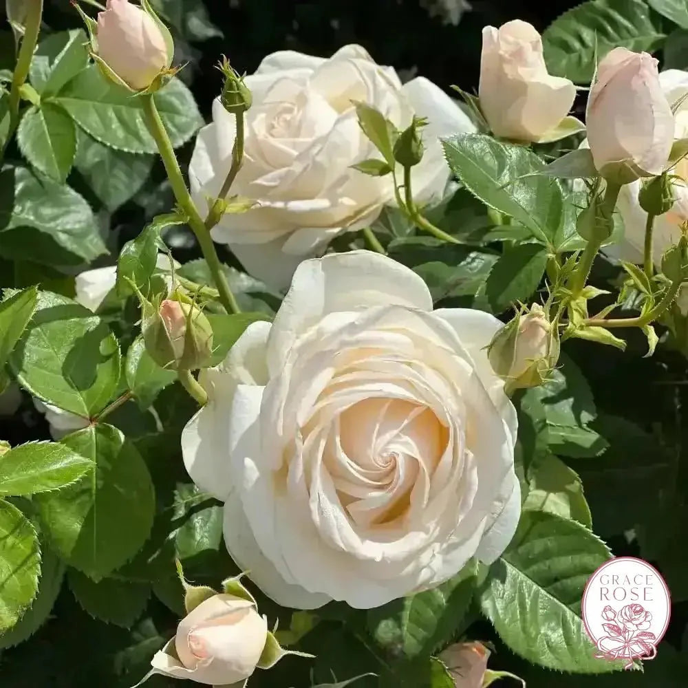 Easy Spirit™ Bare Root Tree Rose