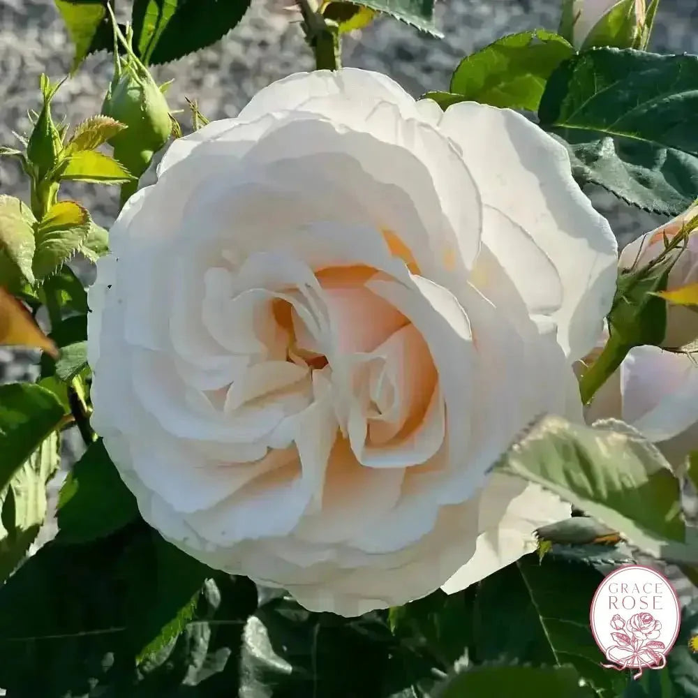 Easy Spirit™ Bare Root Tree Rose