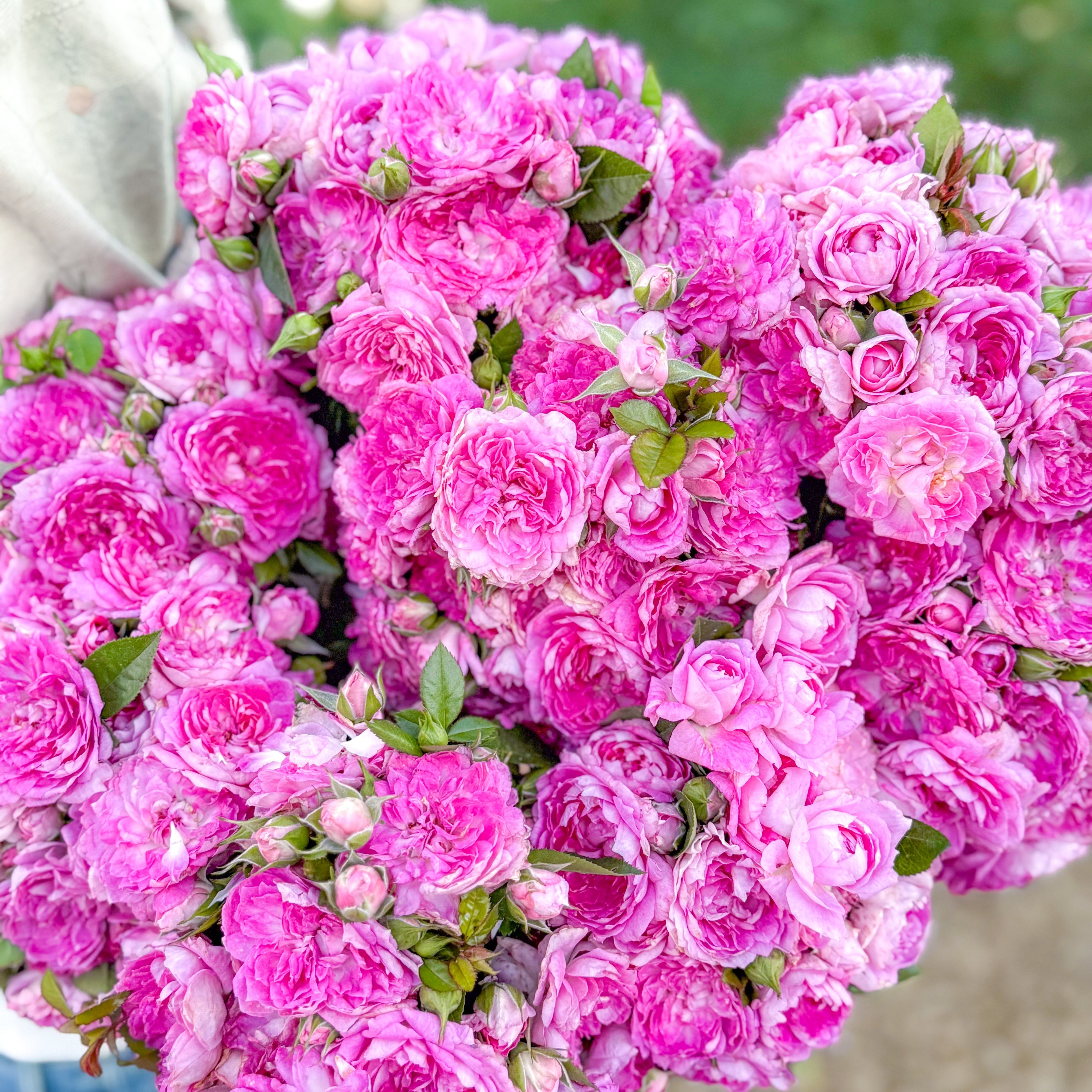 Easy Charmer™ Potted Rose Bush