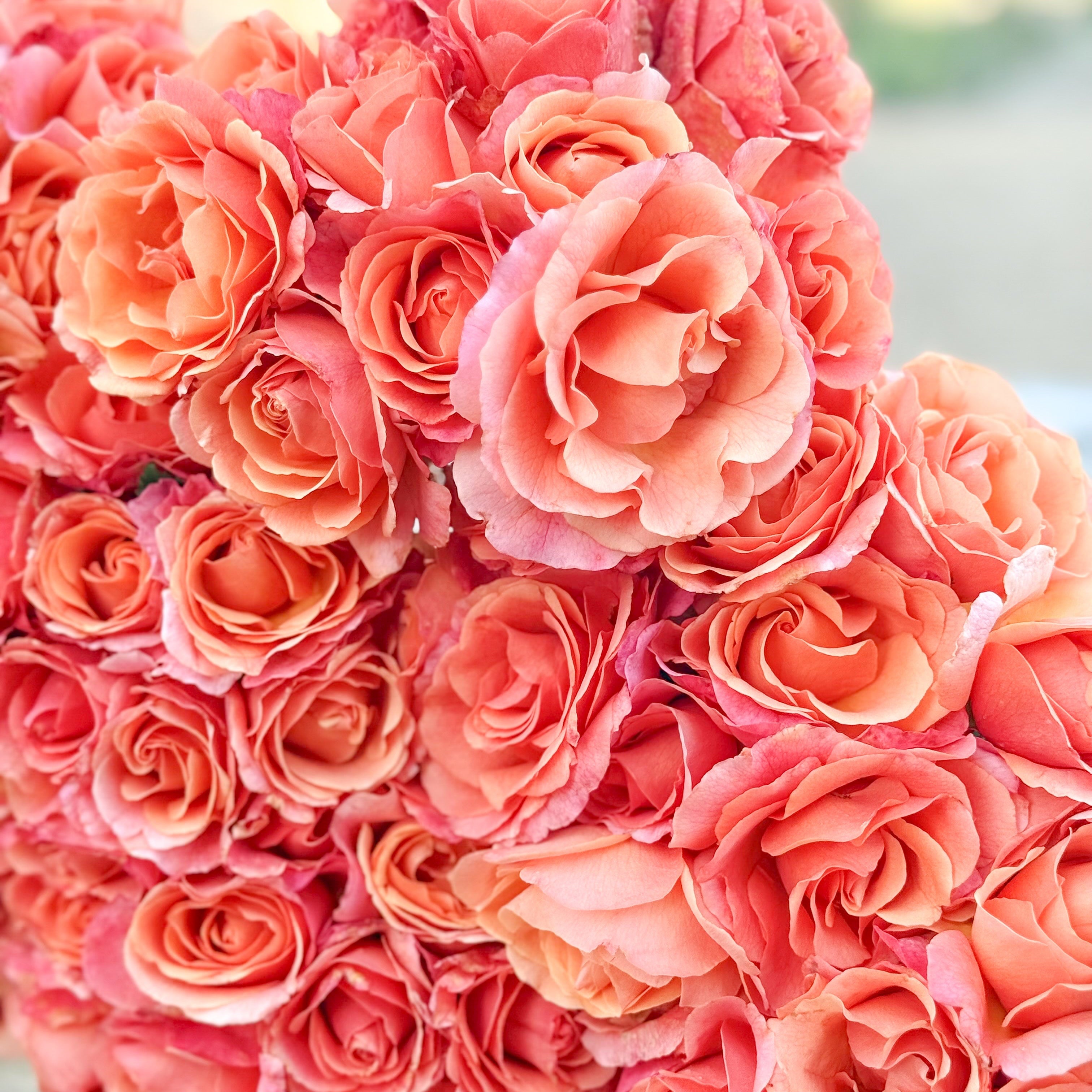 Easy Does It® Potted Rose Bush