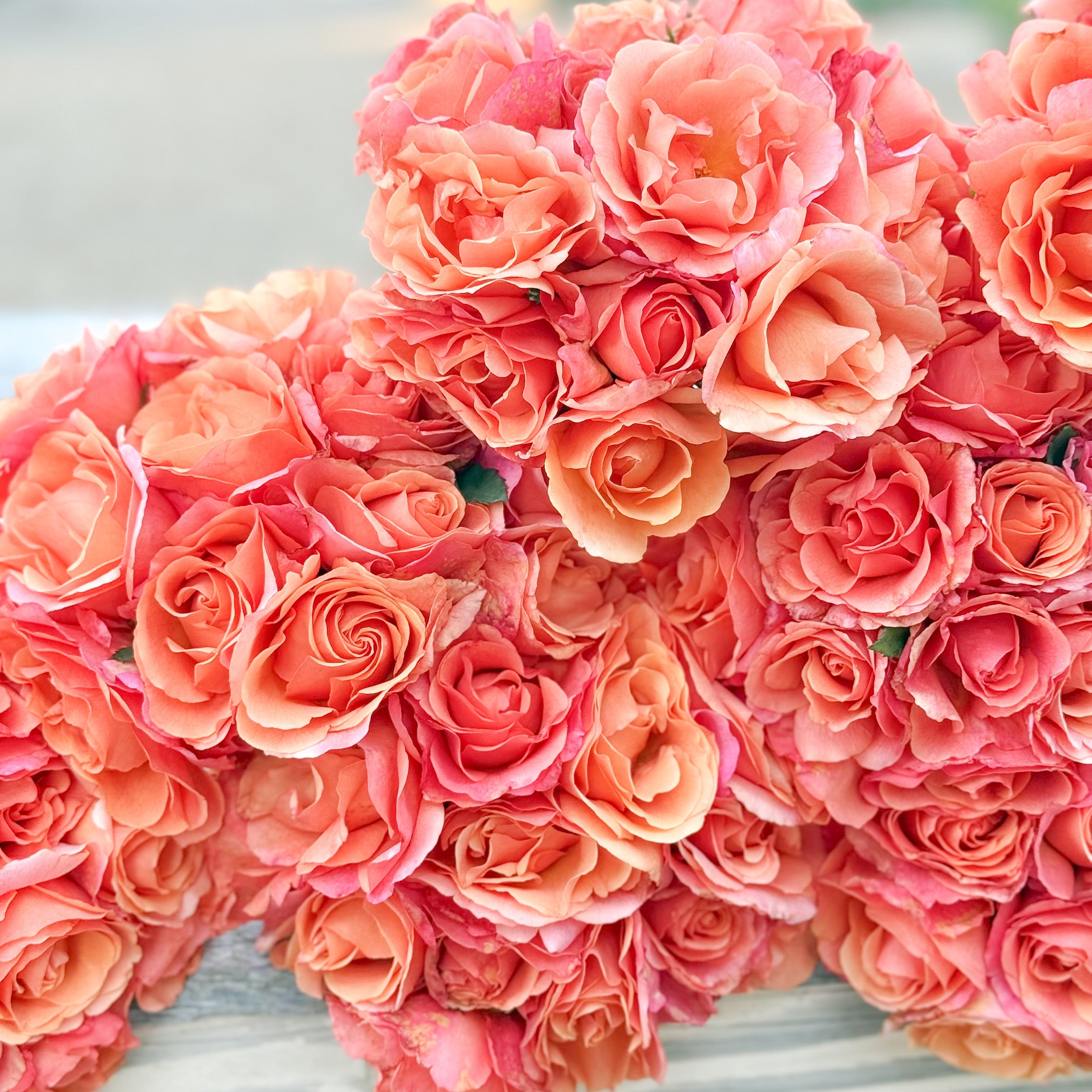 Easy Does It® Potted Tree Rose