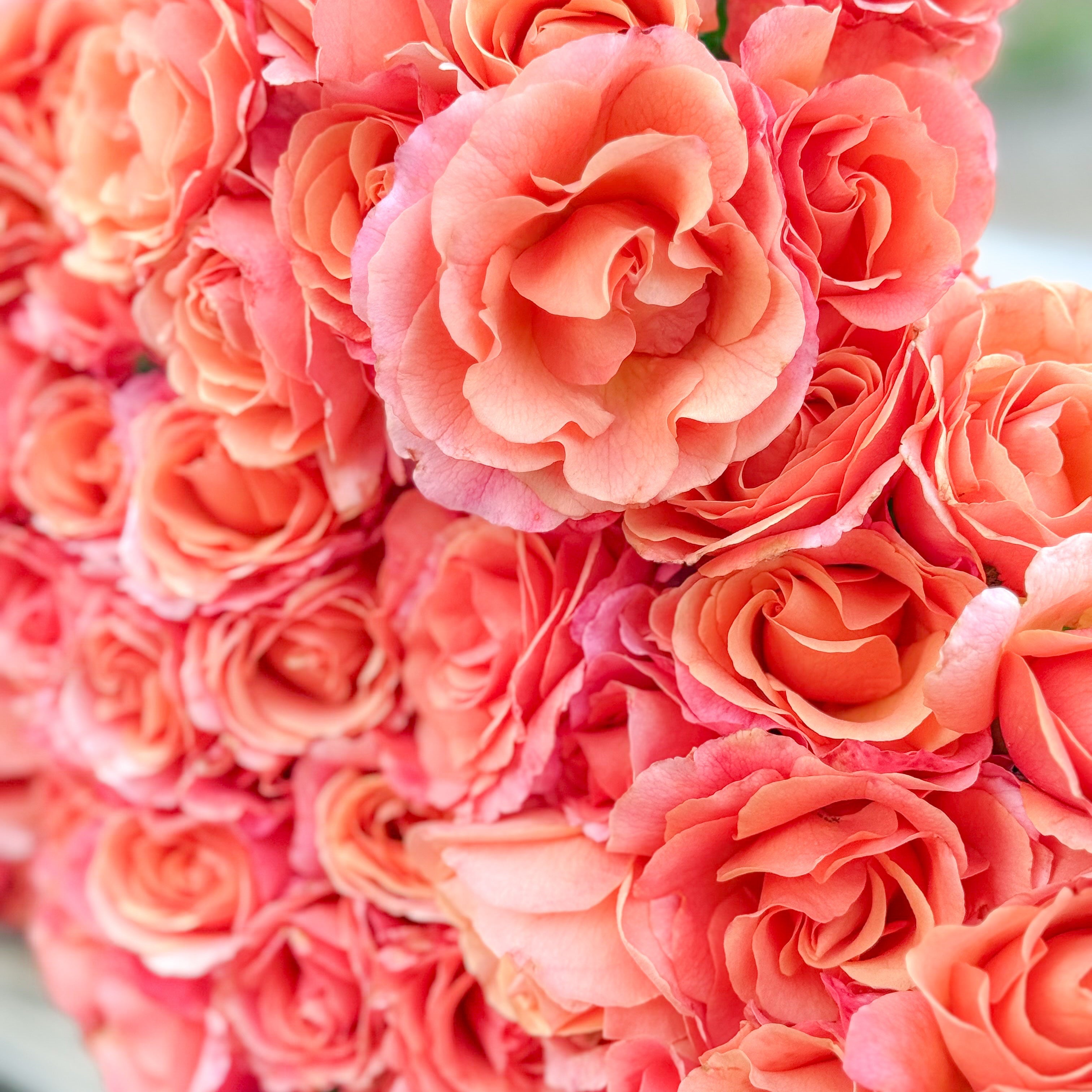 Easy Does It® Potted Tree Rose