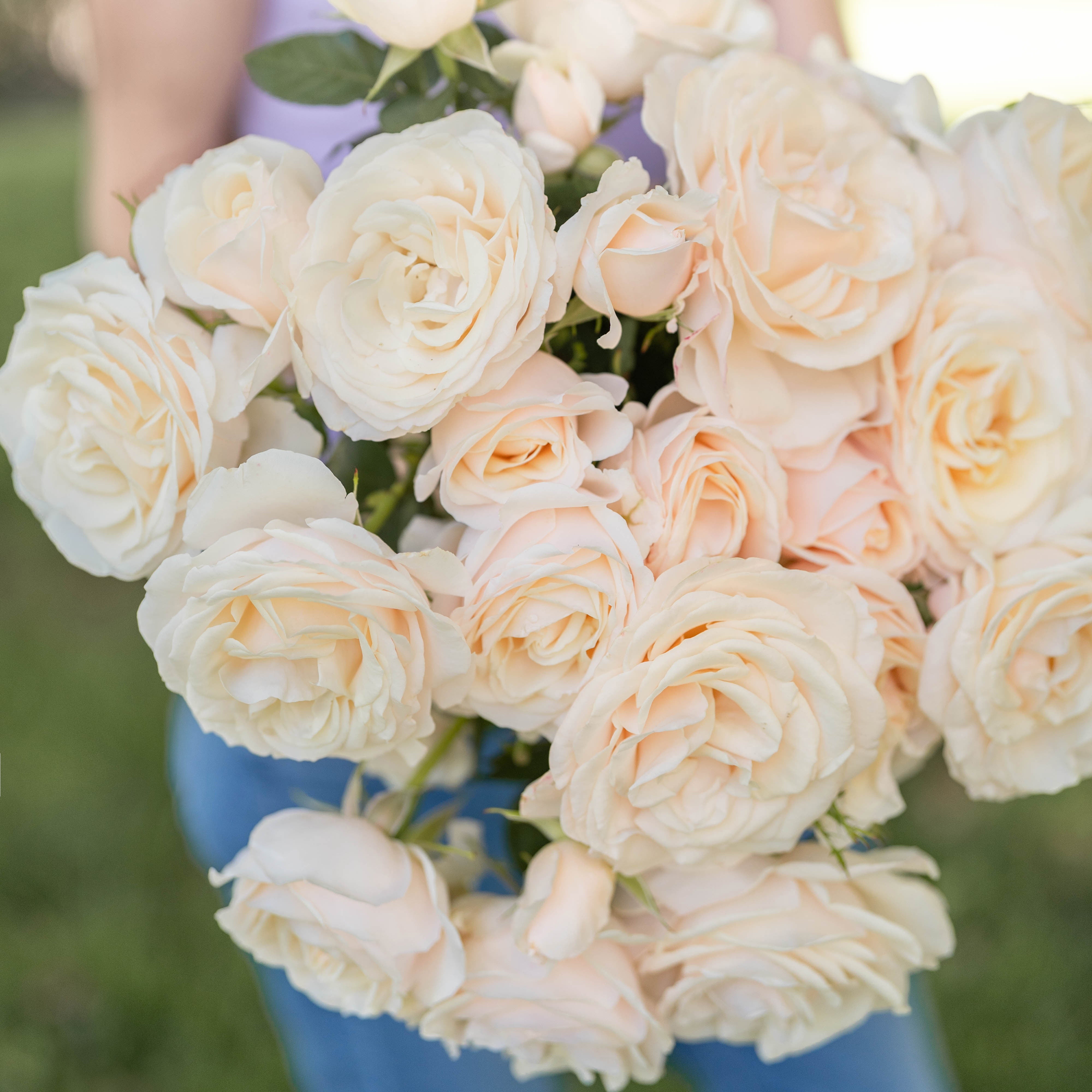 Easy Spirit™ Bare Root Tree Rose