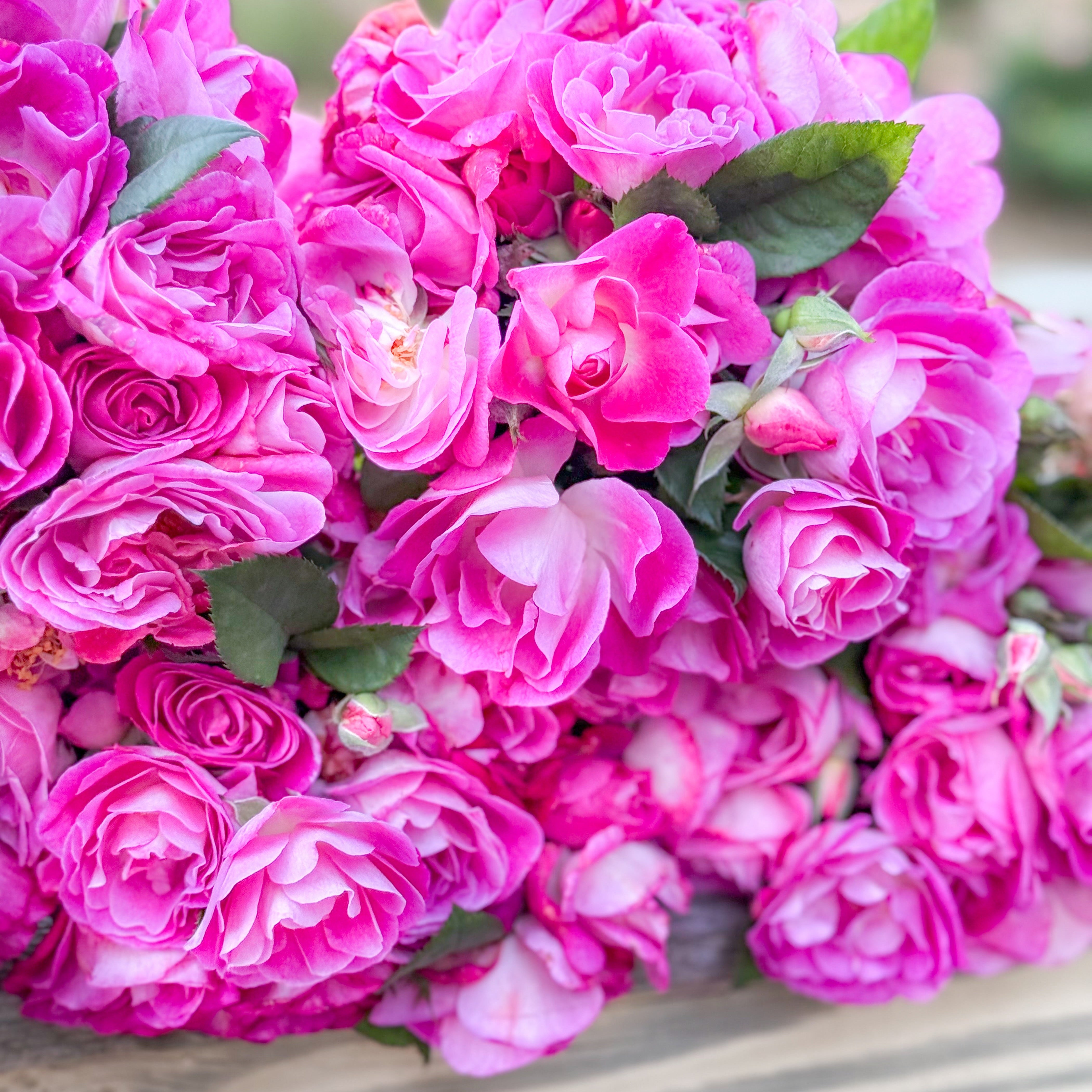 Easy to Please® Potted Tree Rose