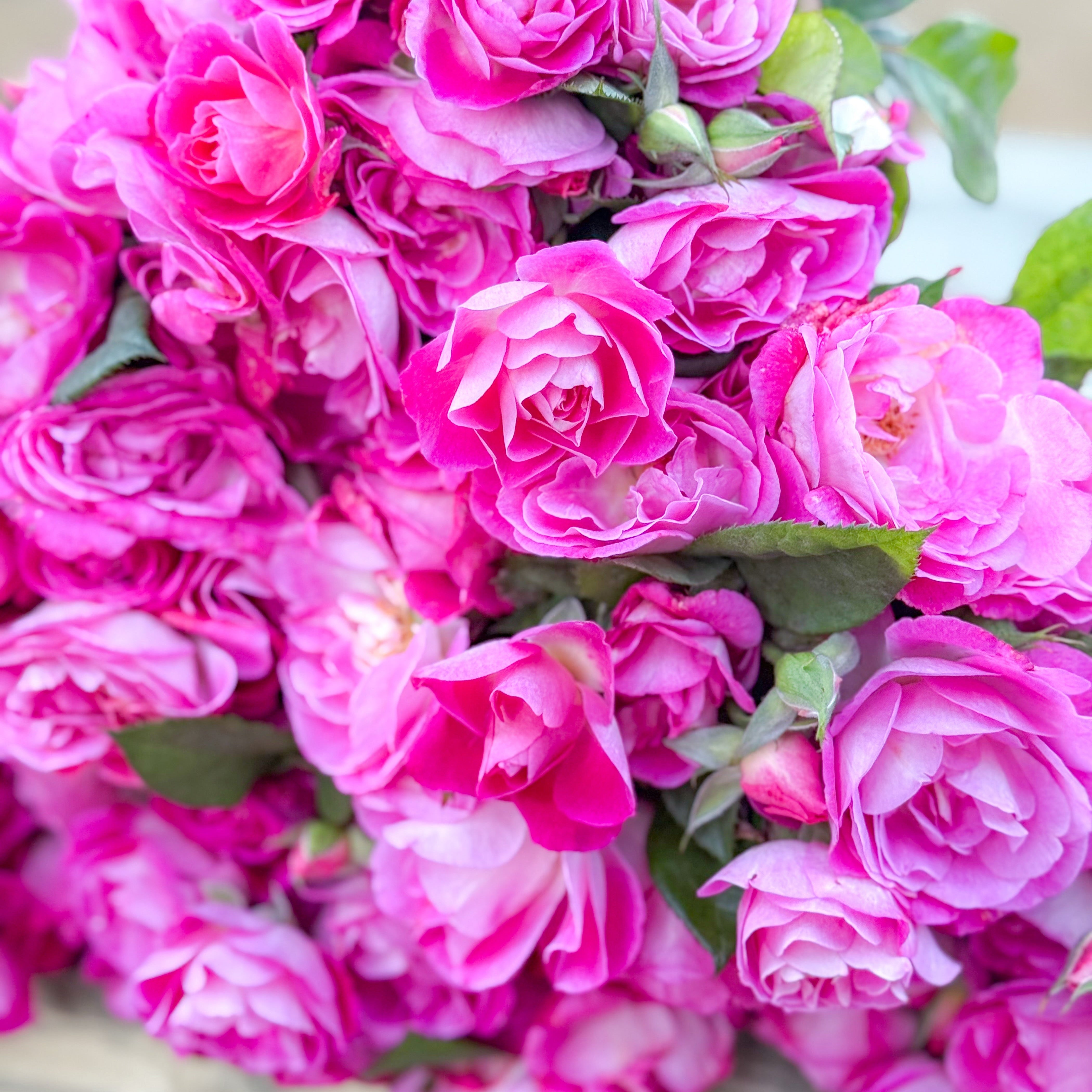 Easy To Please® Bare Root Rose Bush