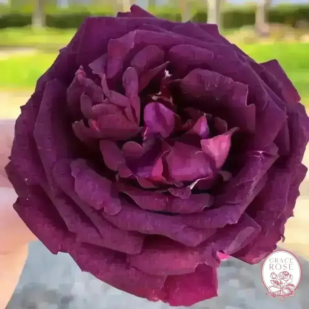 Ebb Tide™ Bare Root Tree Rose