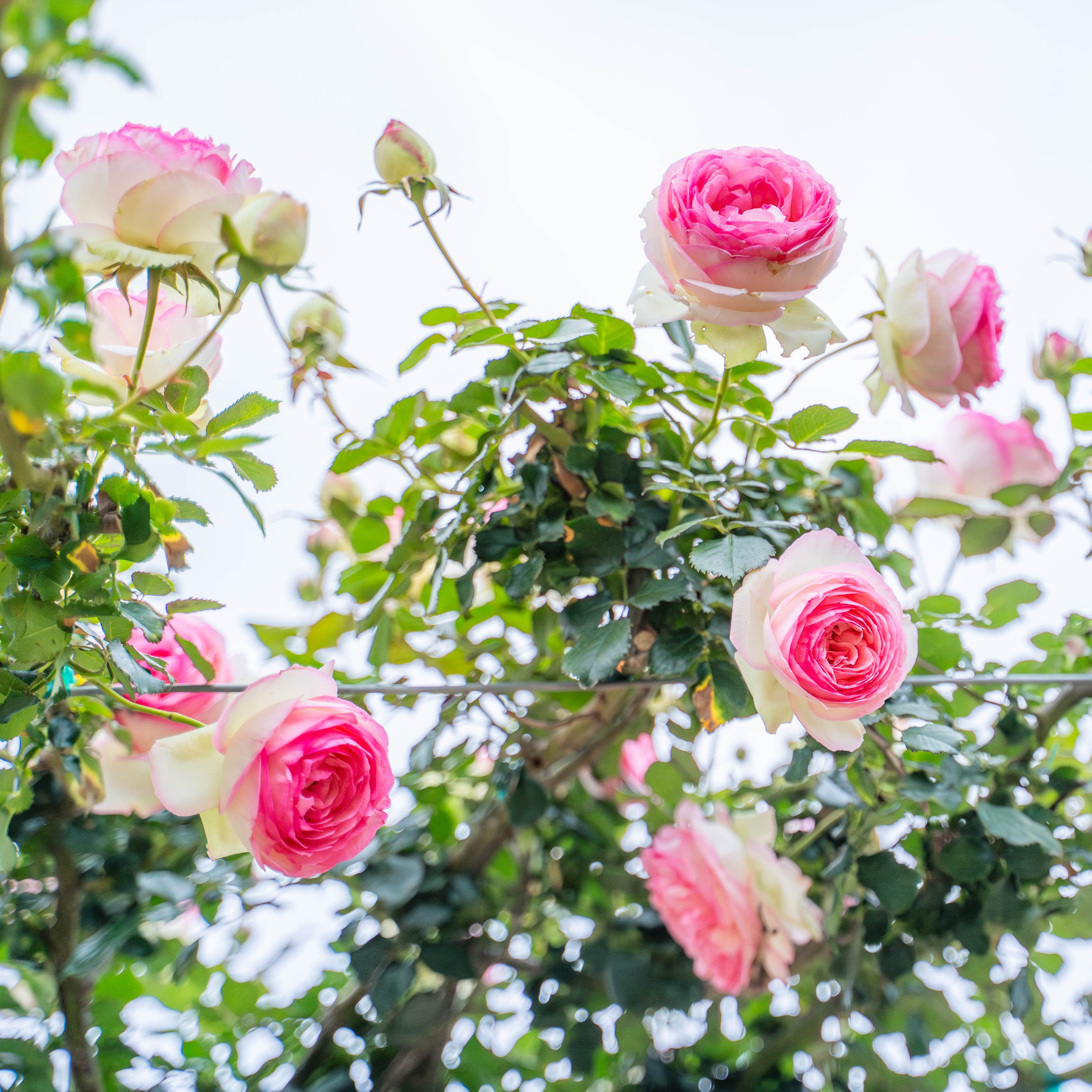 Eden Climber® Bare Root Climbing Rose