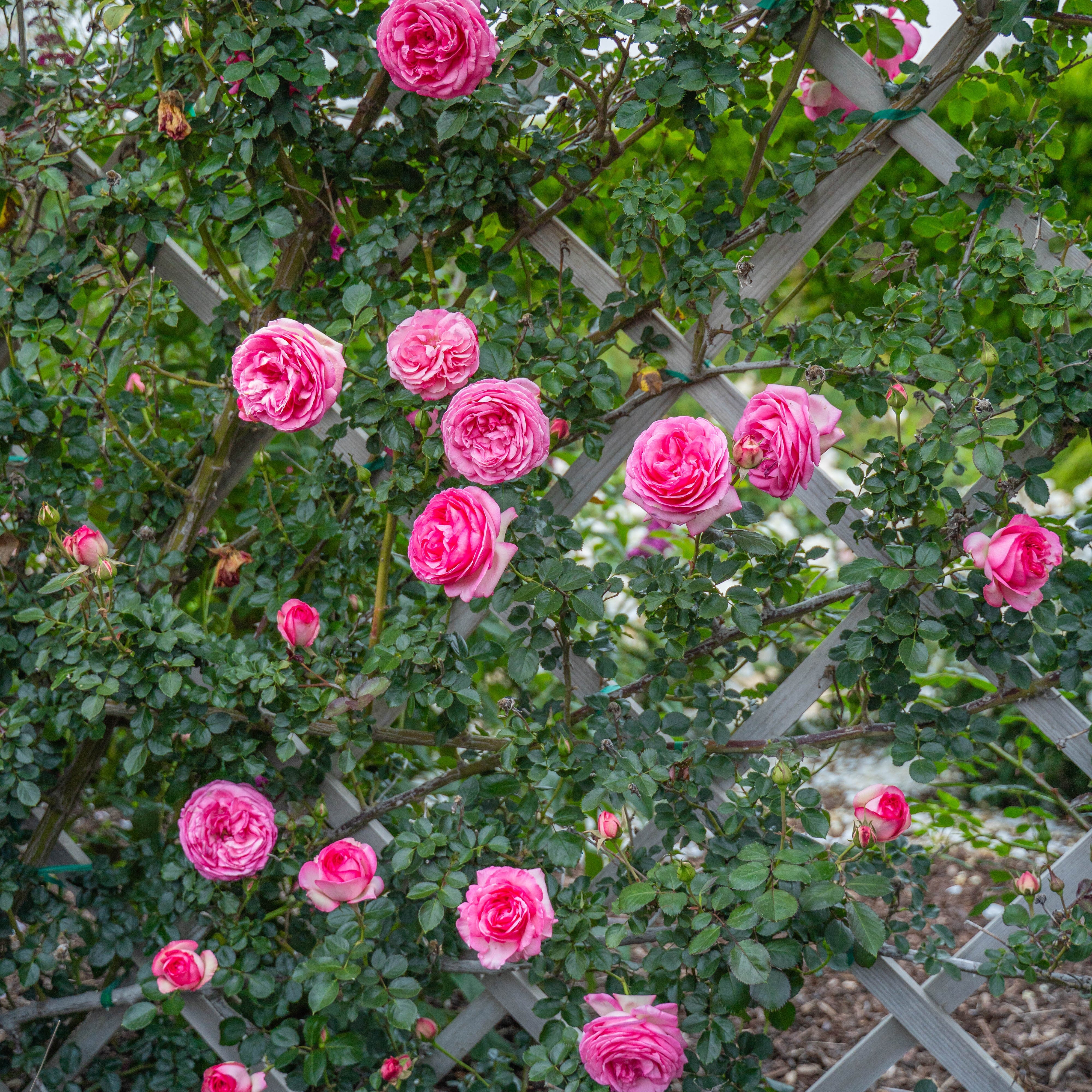 Eden Climber® Pretty In Pink Potted Climbing Rose