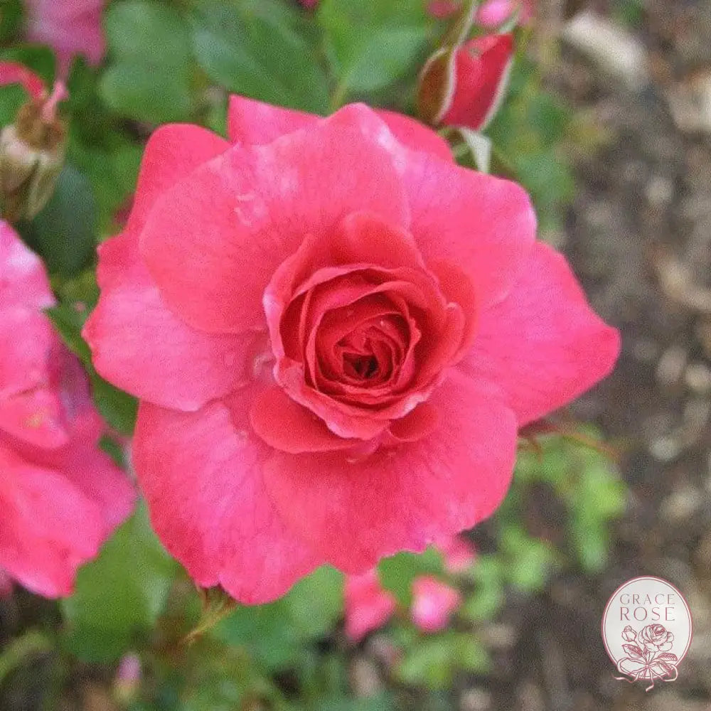 Electric Blanket Potted Rose Bush