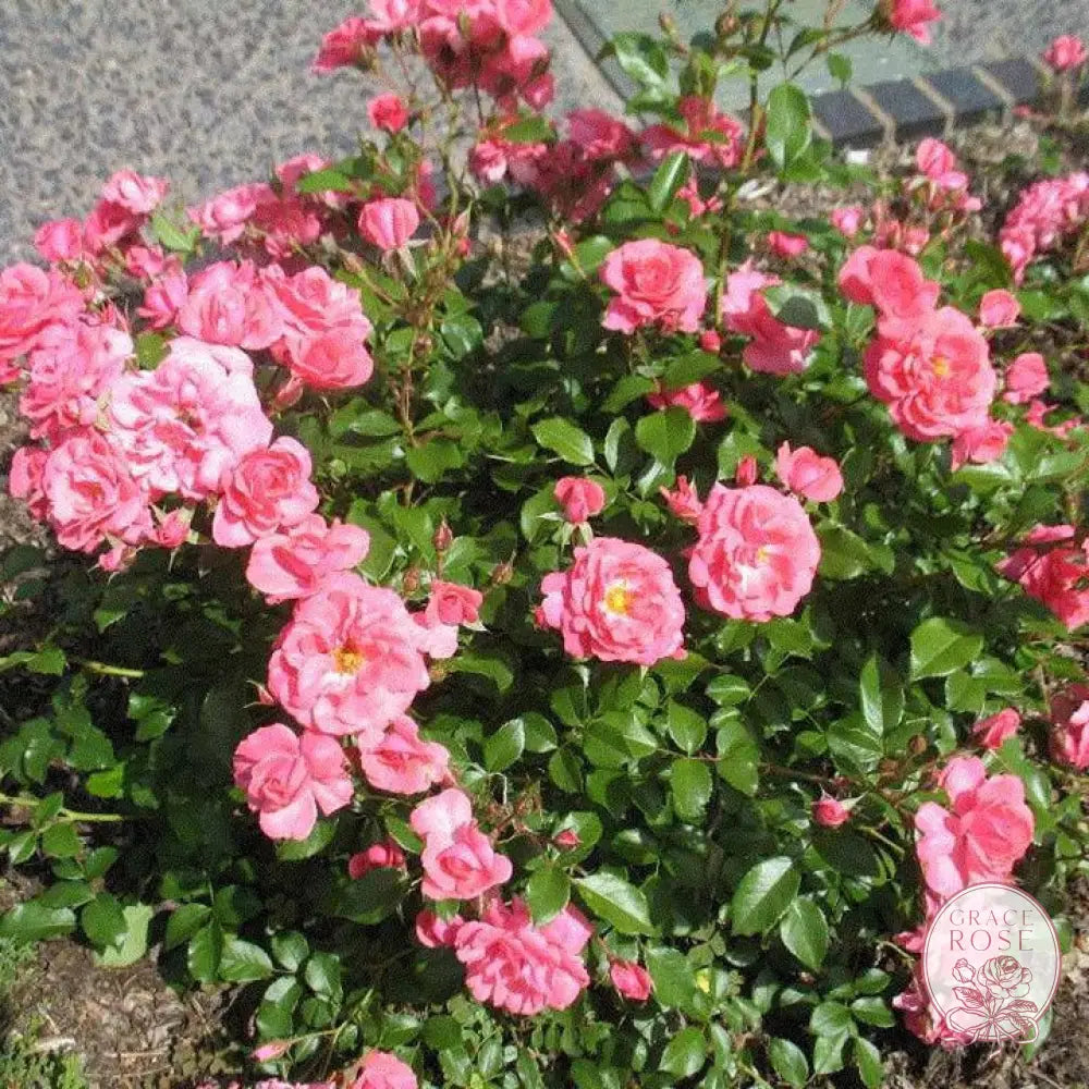 Electric Blanket Potted Rose Bush