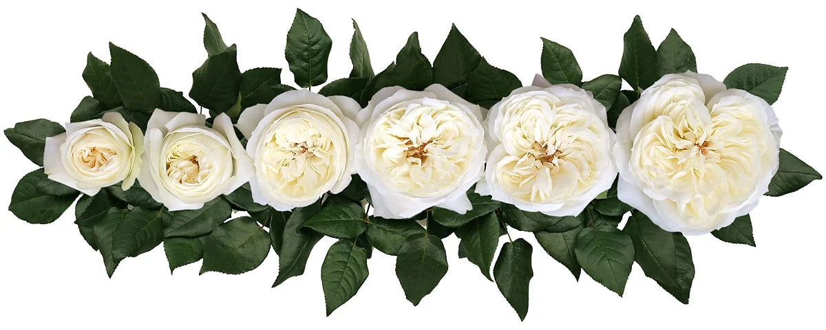 David Austin® Leonora™ Bouquet