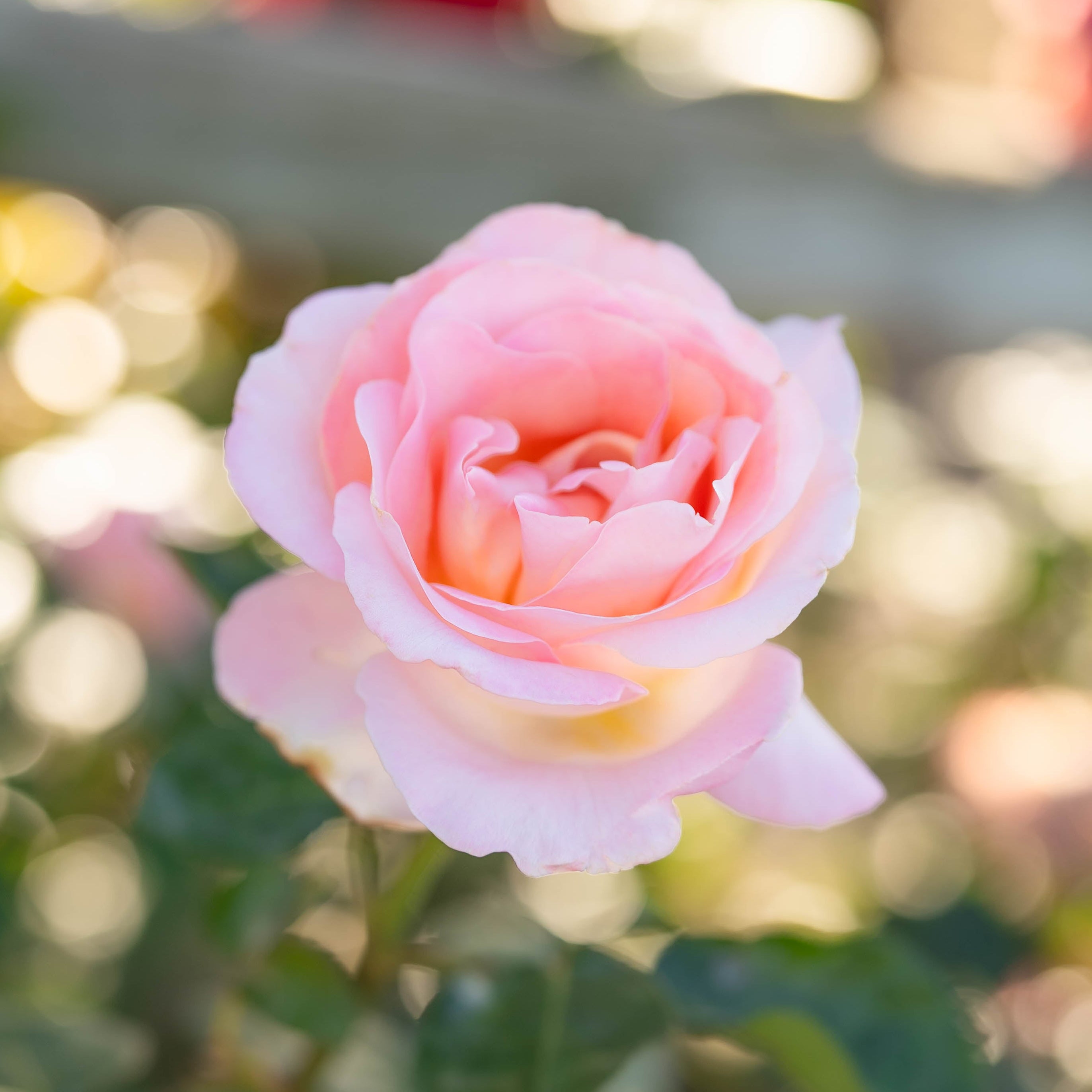 Elle® Potted Tree Rose