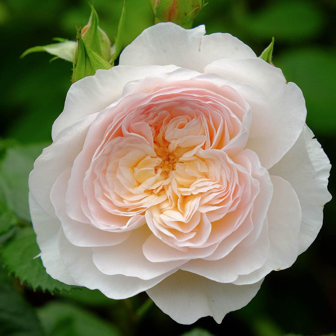 David Austin® Emily Bronte Potted Tree Rose
