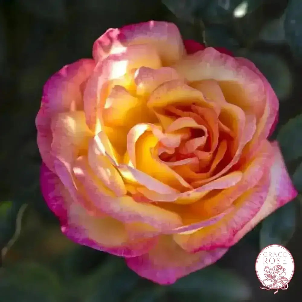 Enchanted Peace™ Potted Rose Bush