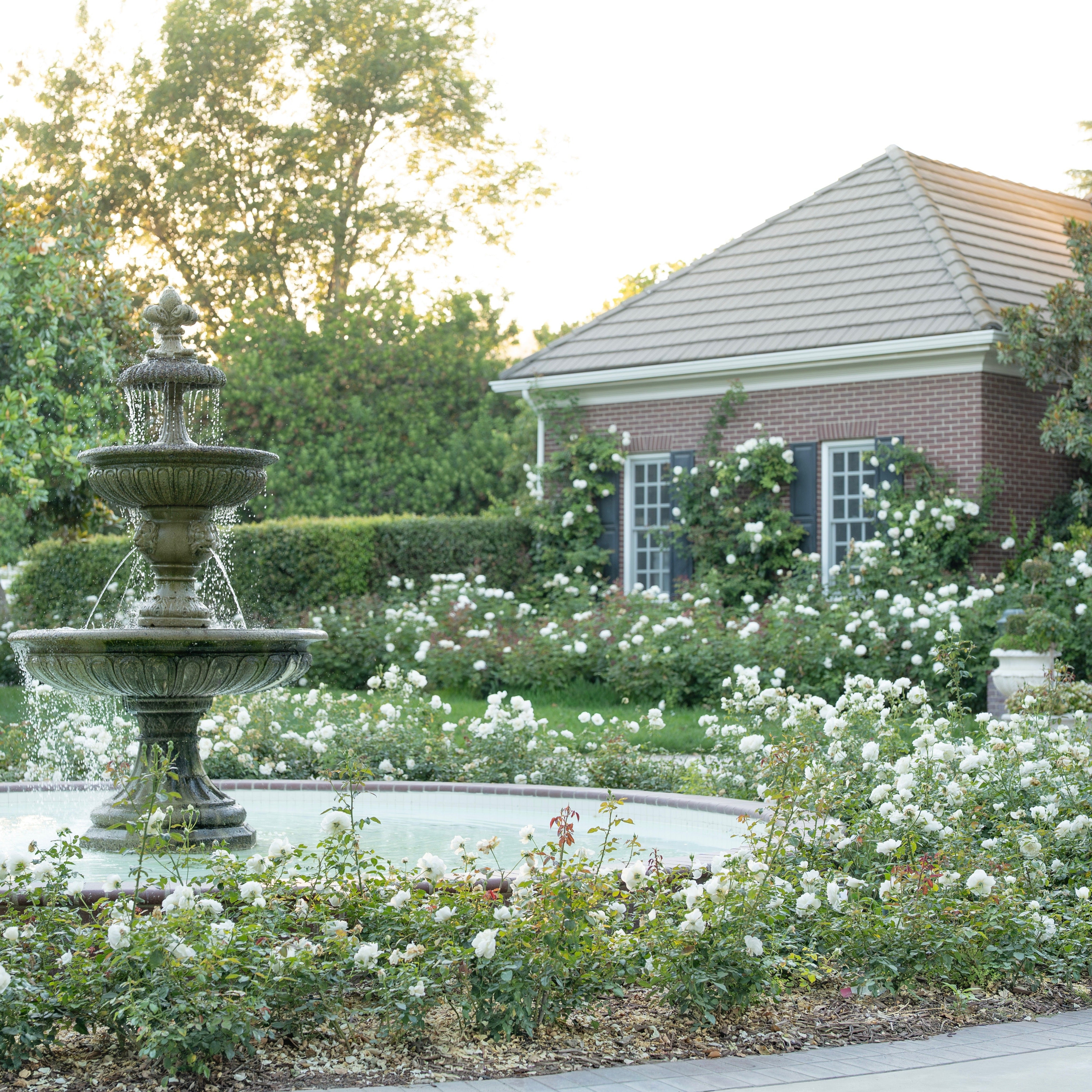 Ribbons of Roses™ Bundles of Bare Root Roses - Bolero™ - Pack of 10