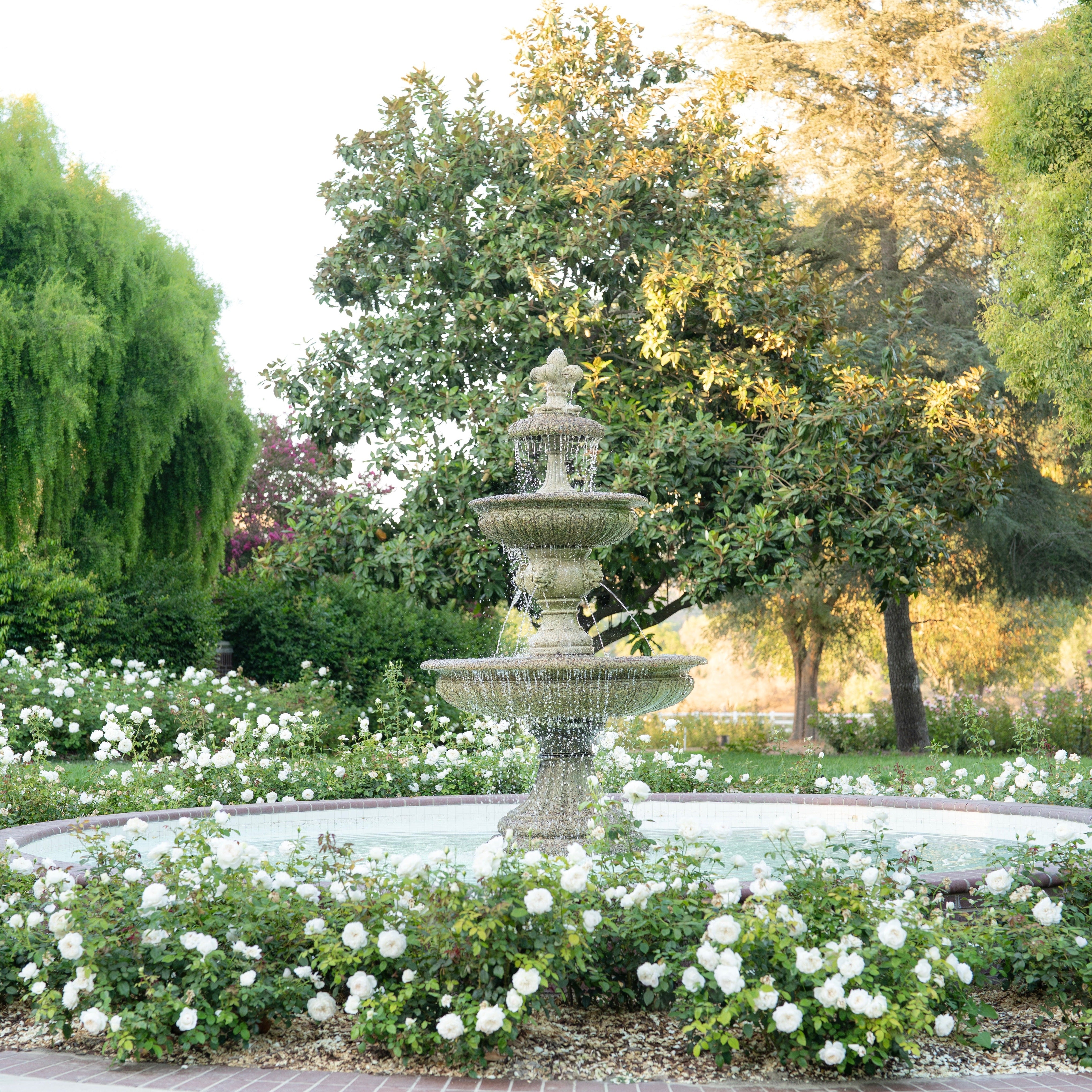 Ribbons of Roses™ Bundles of Bare Root Roses - Bolero™ - Pack of 10