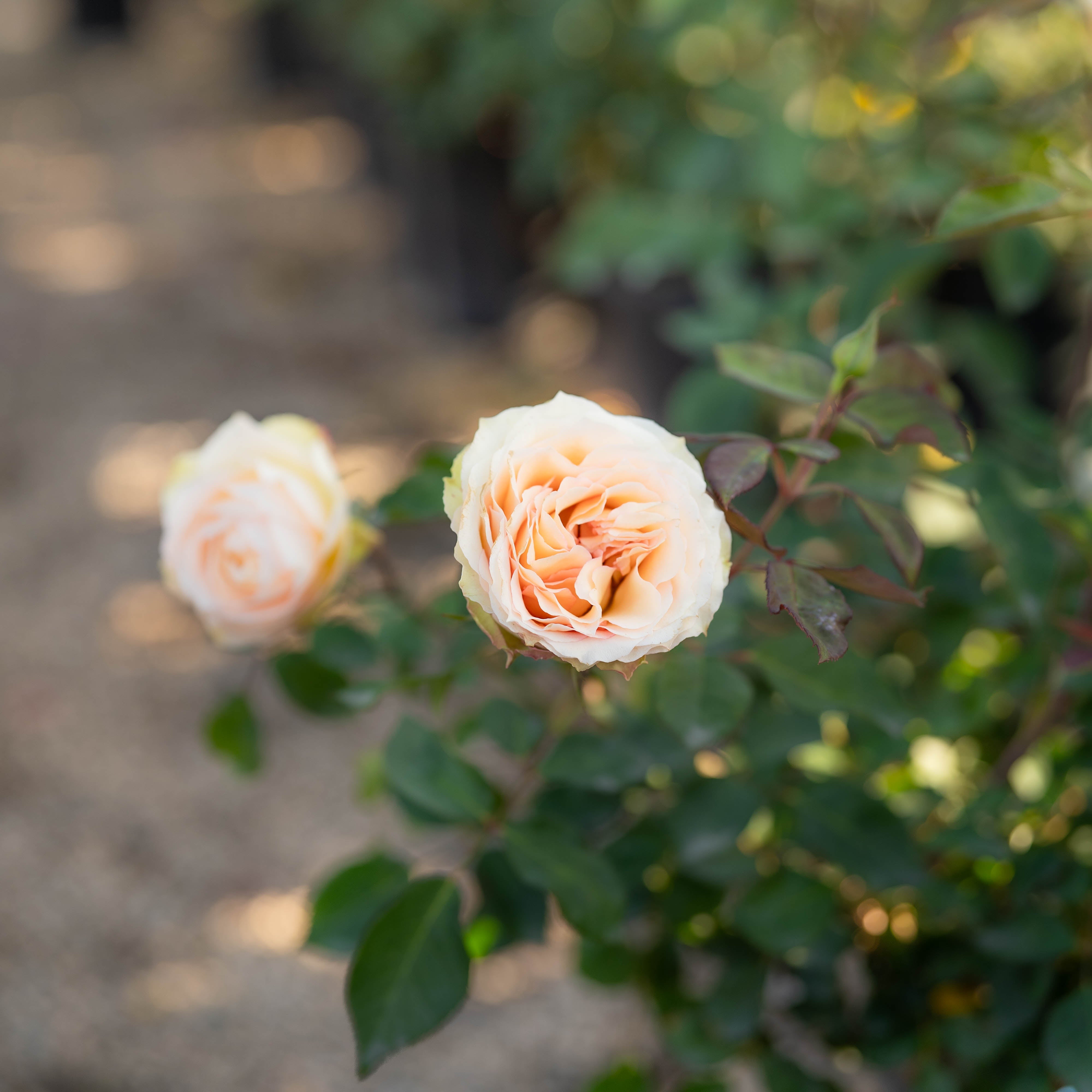 Euphoria® Potted Rose Bush