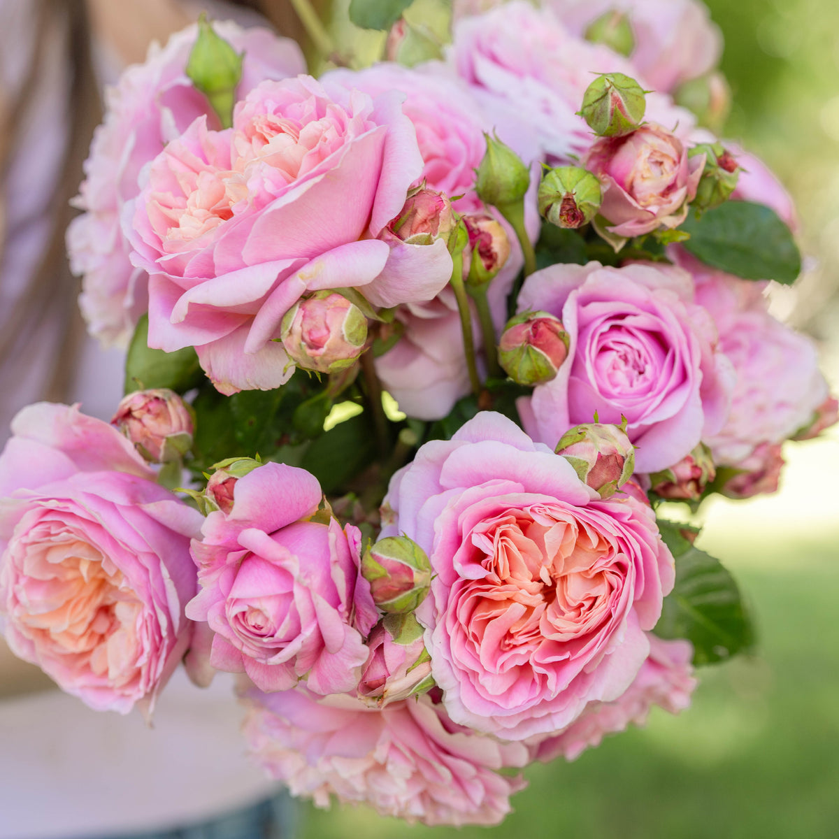 Eustacia Vye Bare Root Rose Bush